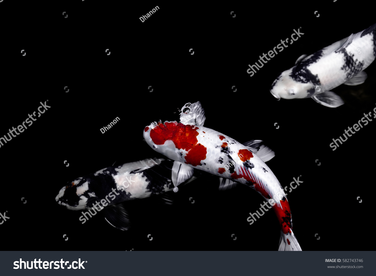 Koi Fish Water Wallpaper Stock Photo 582743746 | Shutterstock