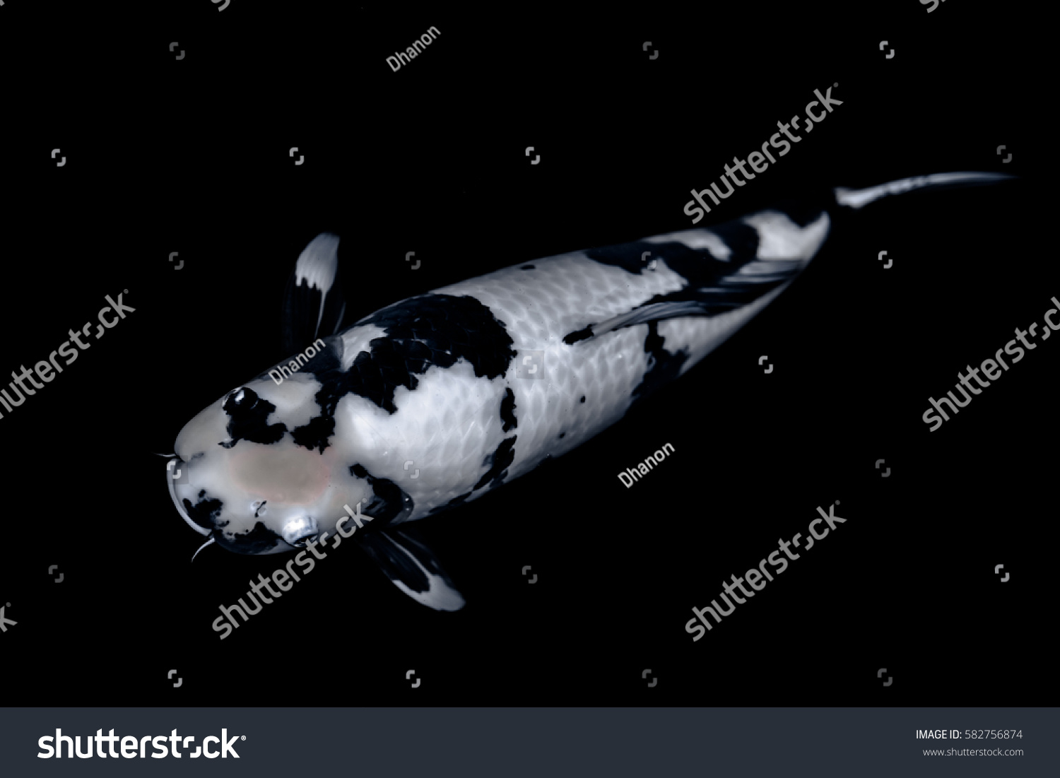 Koi Fish Water Wallpaper Stock Photo 582756874 | Shutterstock