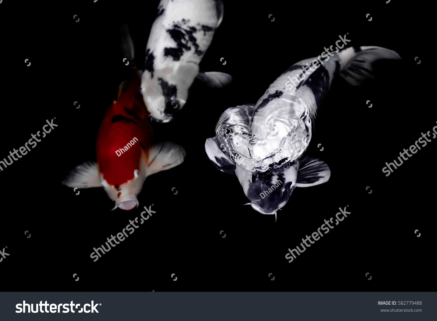 Koi Fish Water Wallpaper Stock Photo 582779488 | Shutterstock