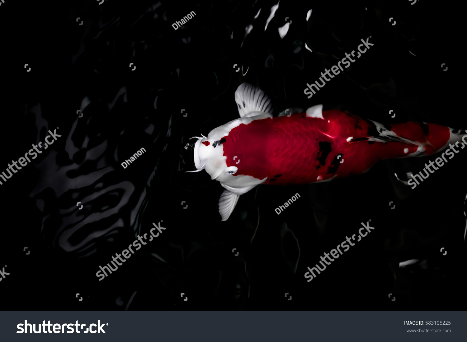 Koi Fish Water Wallpaper Stock Photo 583105225 | Shutterstock