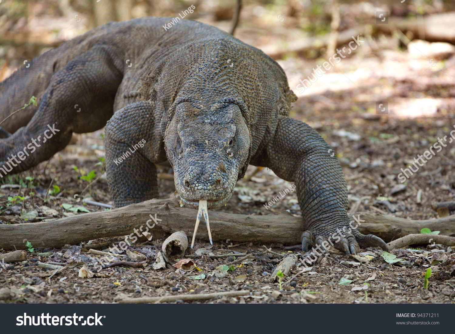 Komodo Dragon Walking Indonesia Stock Photo 94371211 : Shutterstock