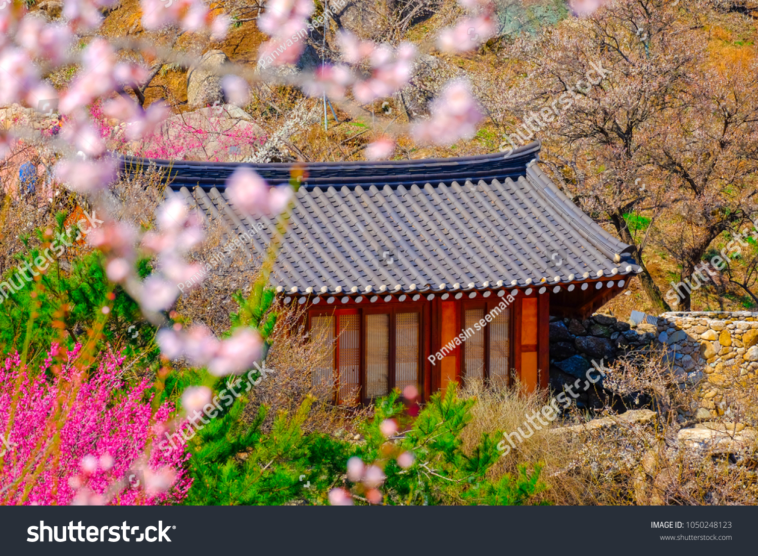 Spring season in korea