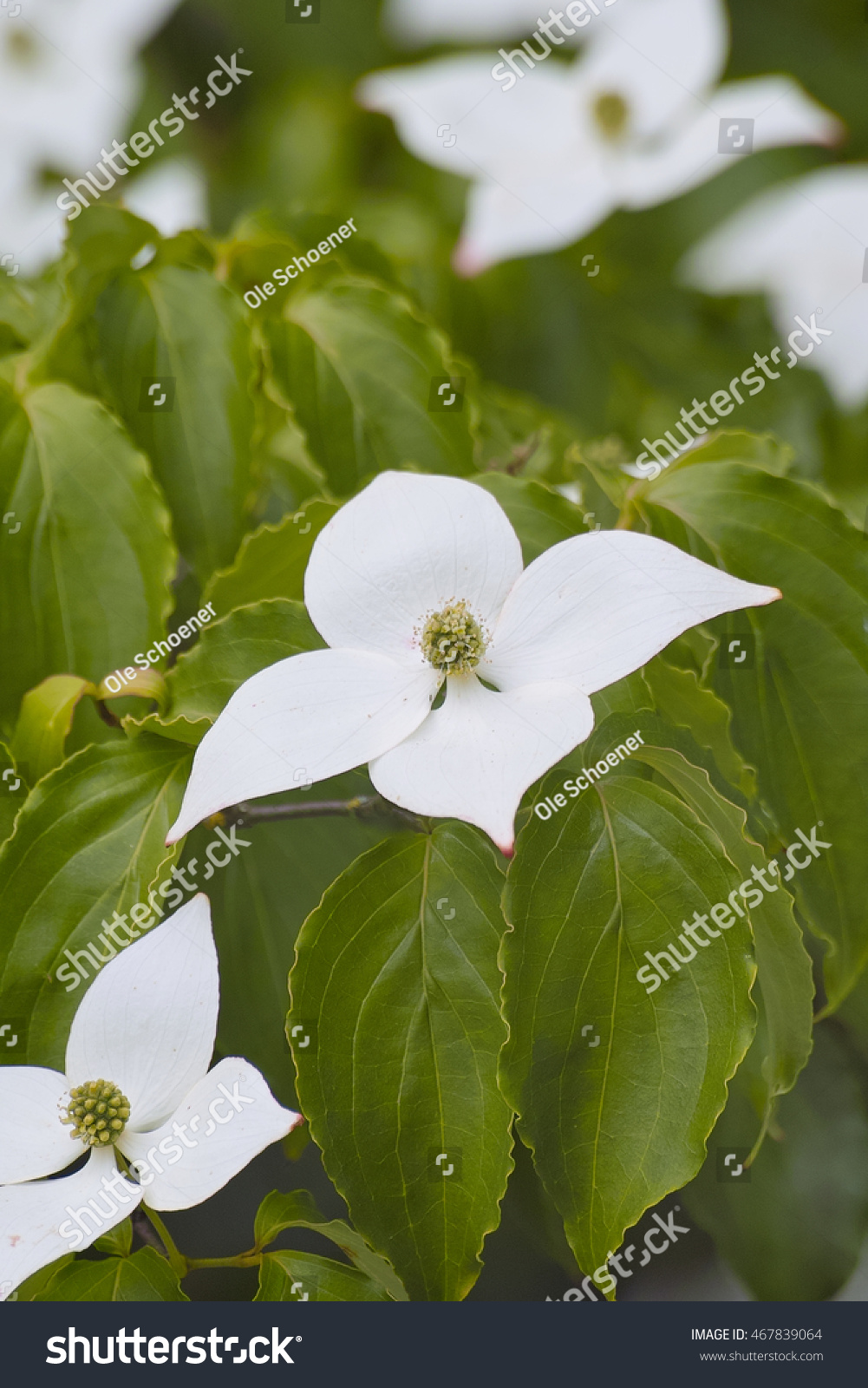 Kousa Dogwood Tree Milky Way Cornus Stock Photo Edit Now 467839064