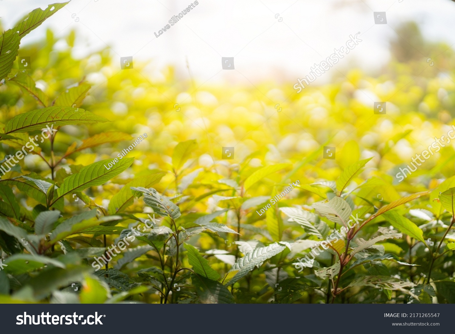 Kratom Mitragyna Speciosa Kratom Leaves Thai Stock Photo 2171265547 ...