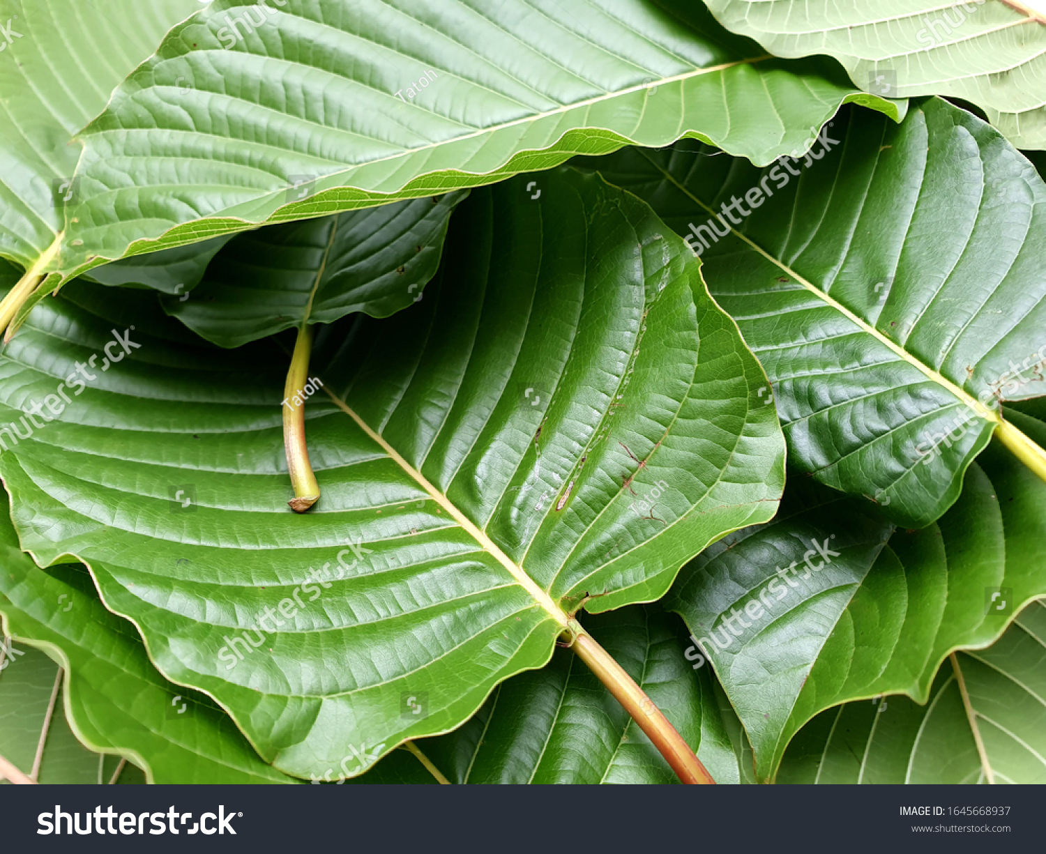 Kratom Mitragyna Speciosa Mitragynine Drugs Narcotic Stock Photo (Edit ...