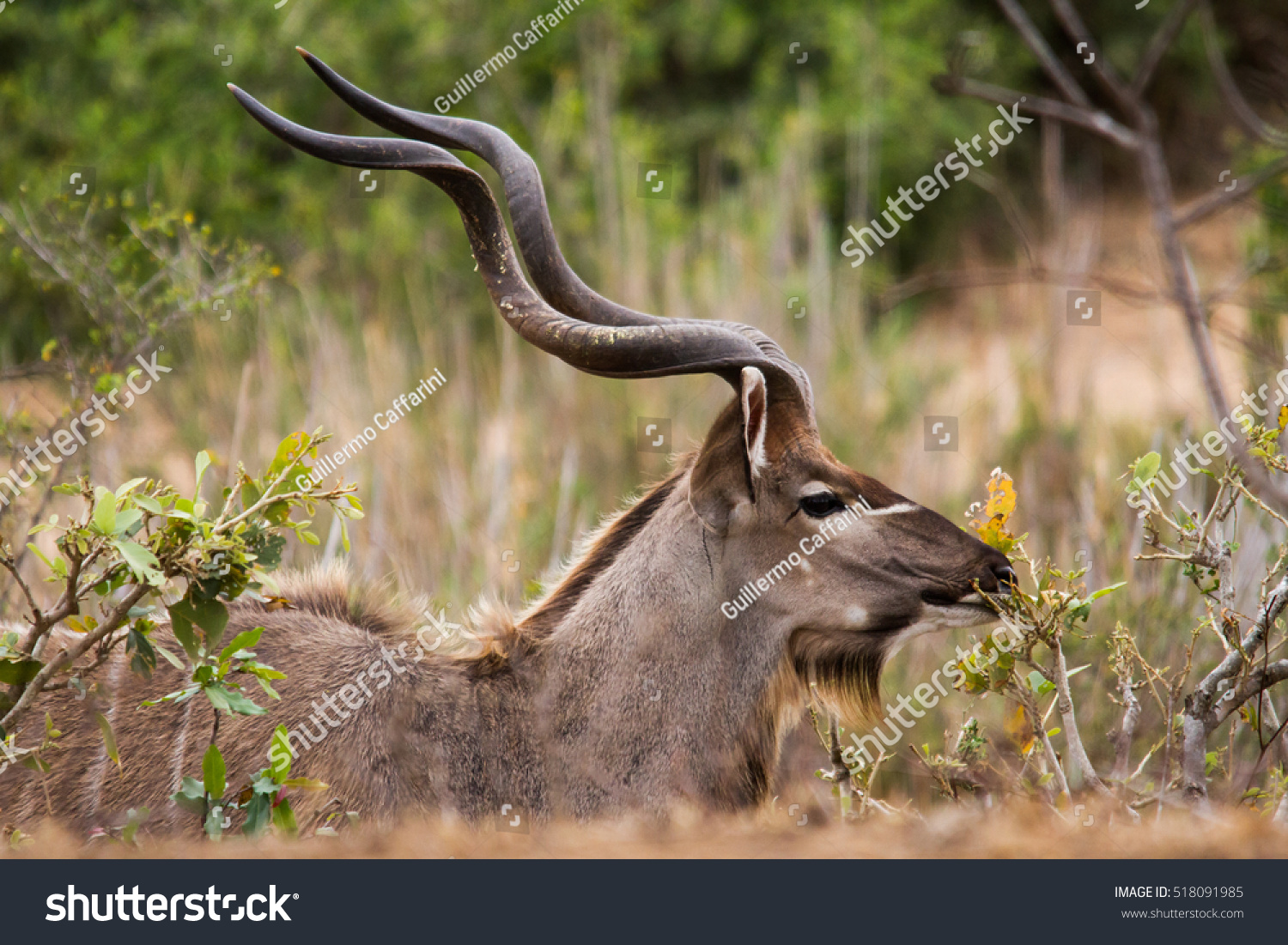 Kudu Stock Photo 518091985 : Shutterstock