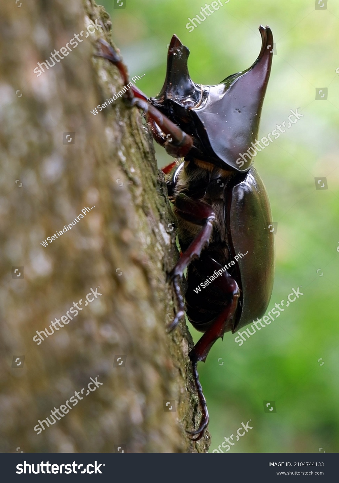 Badak kumbang Apa Itu