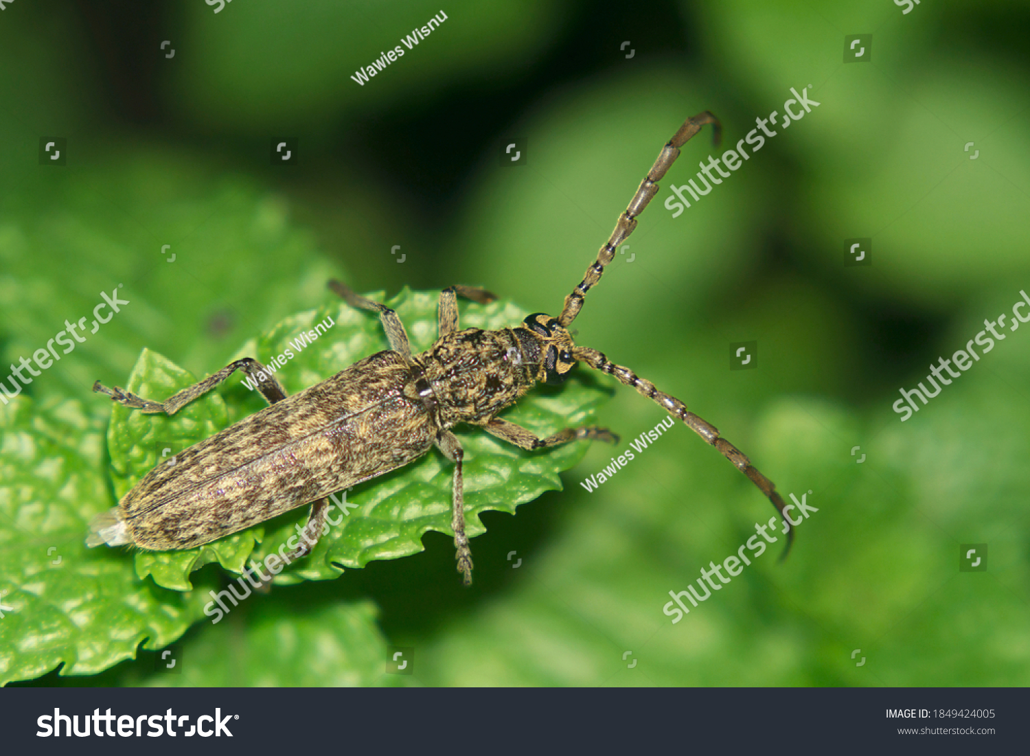 Kumbang Tanduk Panjang Asian Longhorn Beetle Stock Photo Edit Now 1849424005