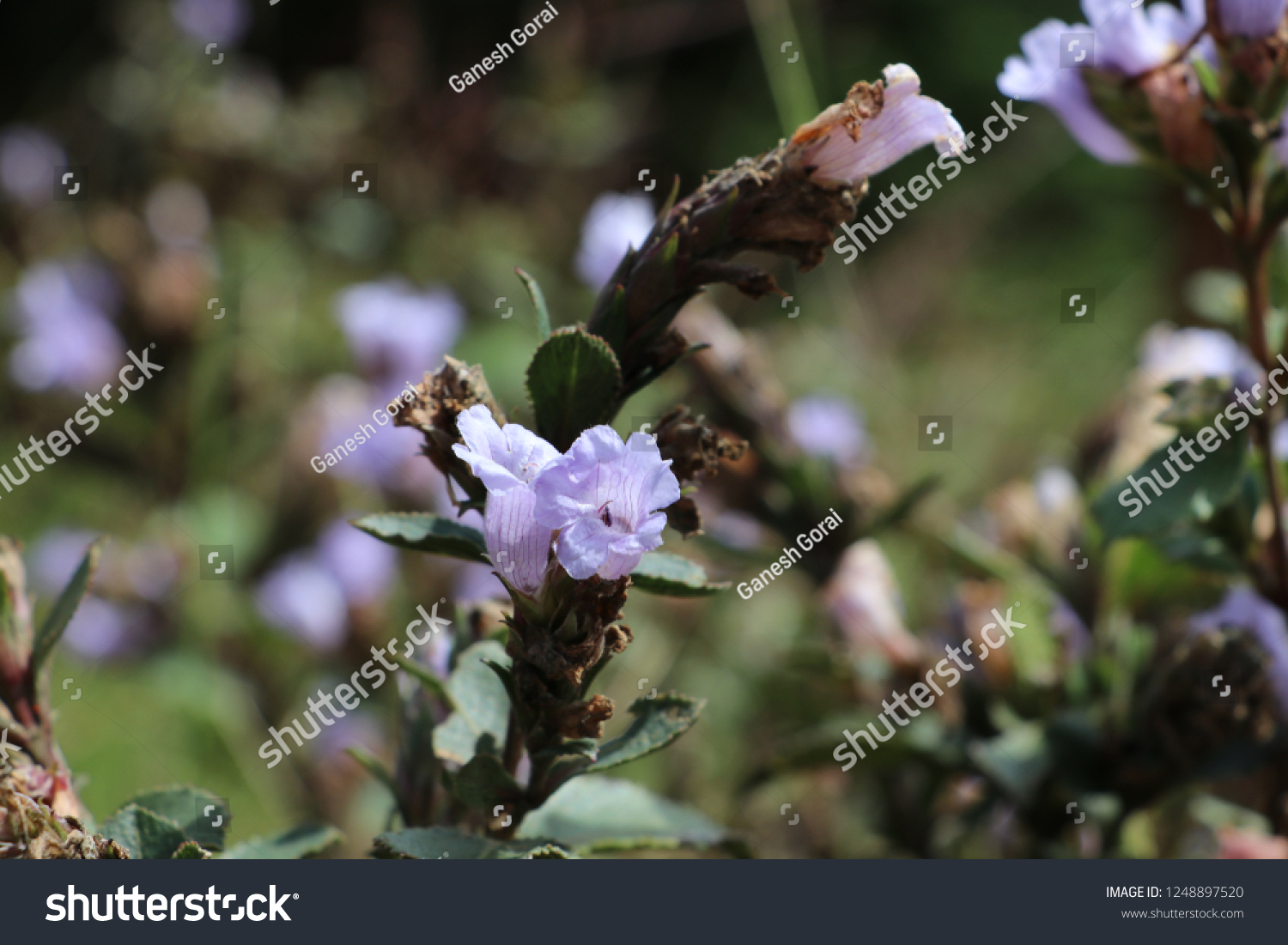 Kurinji Neelakurinji Found Nilgiri Hills Blue Stock Photo 1248897520 ...