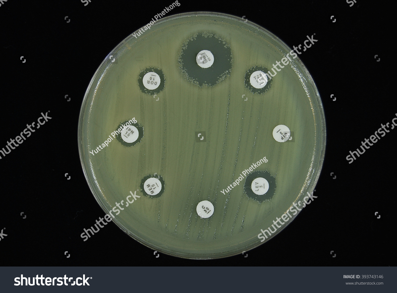 Lab Test Antimicrobial Susceptibility Petri Dish Stock Photo (Edit Now ...