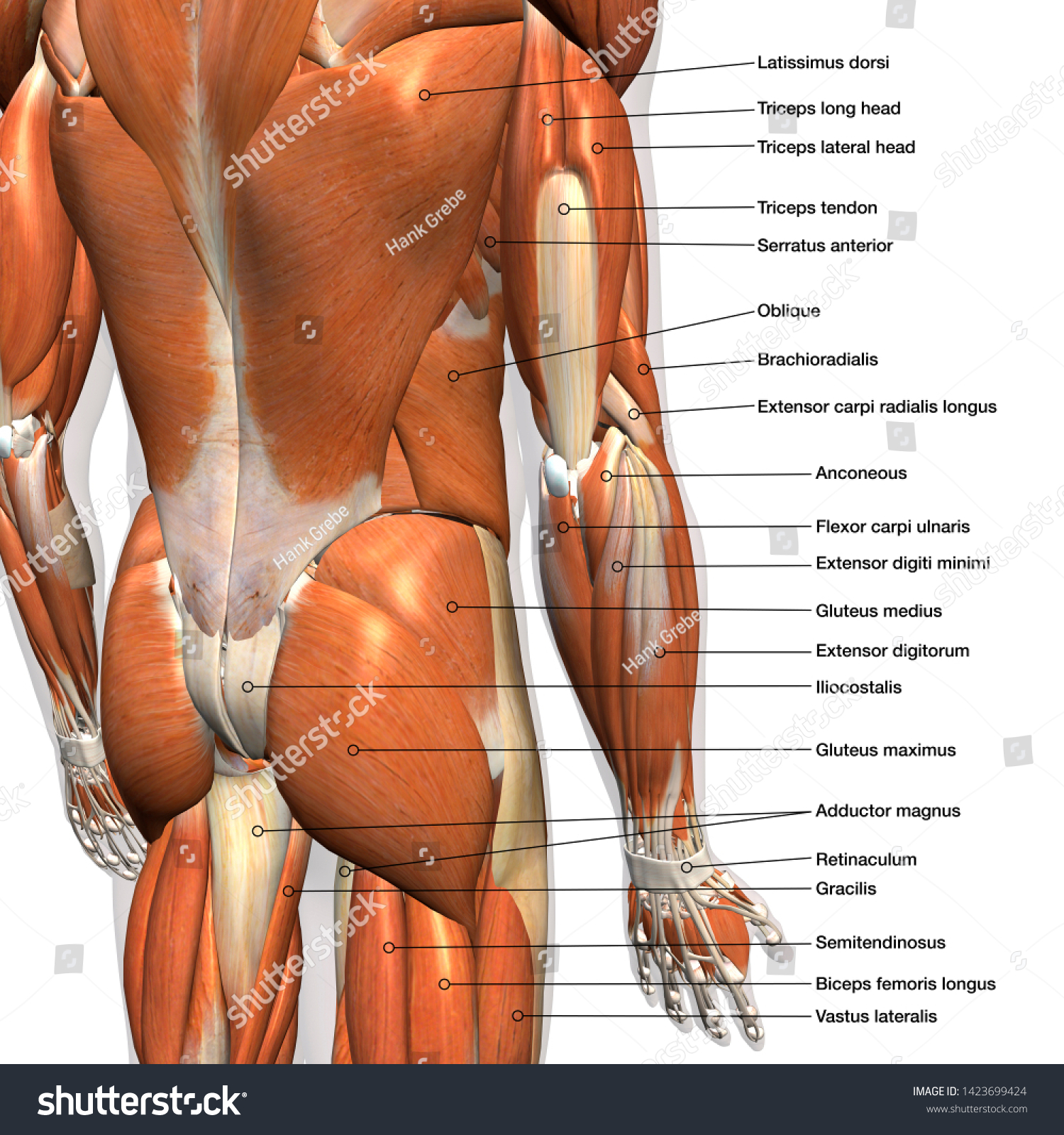 Labeled Anatomy Chart Male Back Muscles Stock Illustration 1423699424