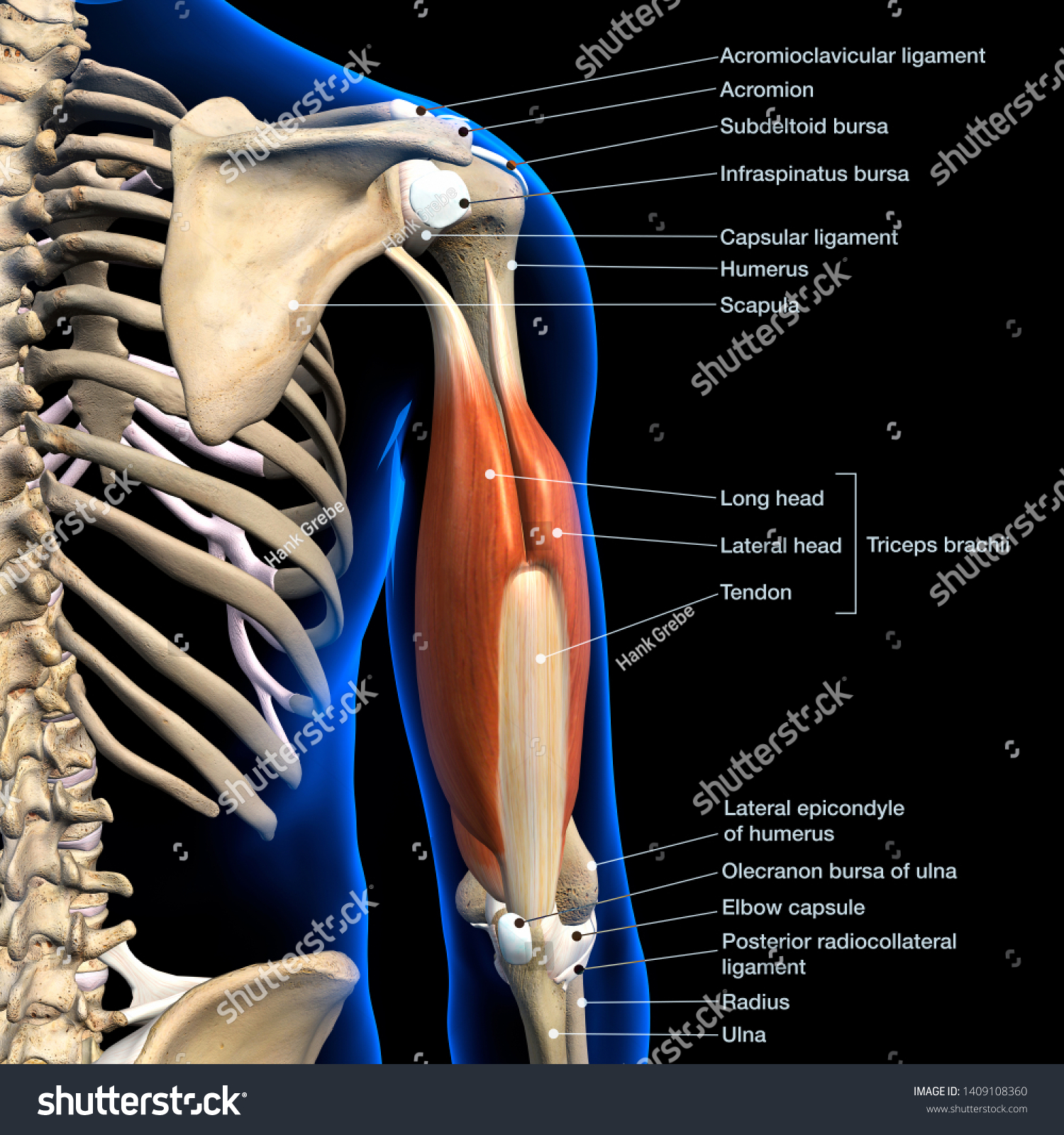 Labeled Anatomy Chart Male Triceps Muscles Stock Illustration ...