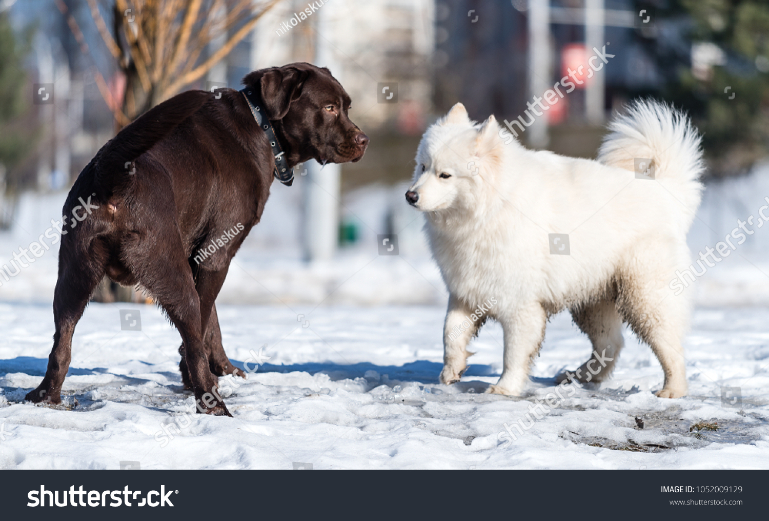 samoyed labrador