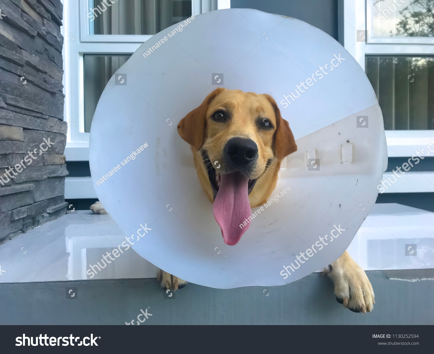 collar to prevent licking