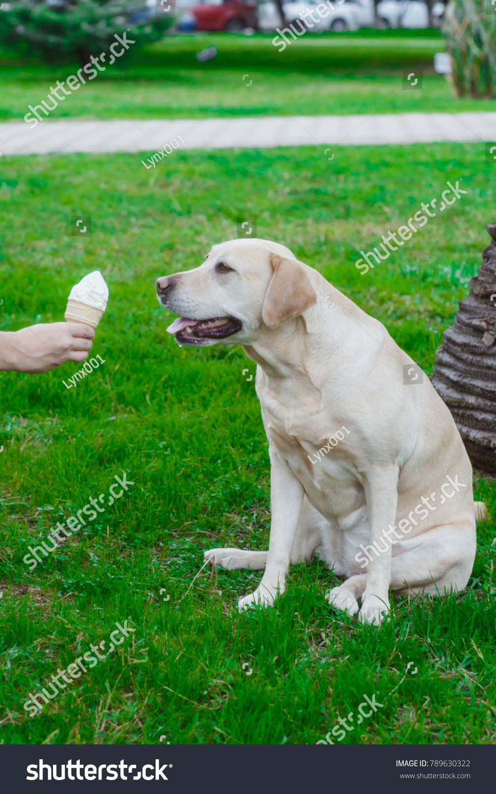 why do labradors eat grass