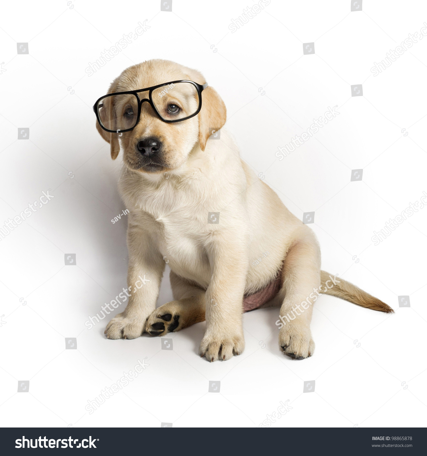 Labrador Head Magnifying Reading Glass Desktop Office Gundog Retriever Gift 208 