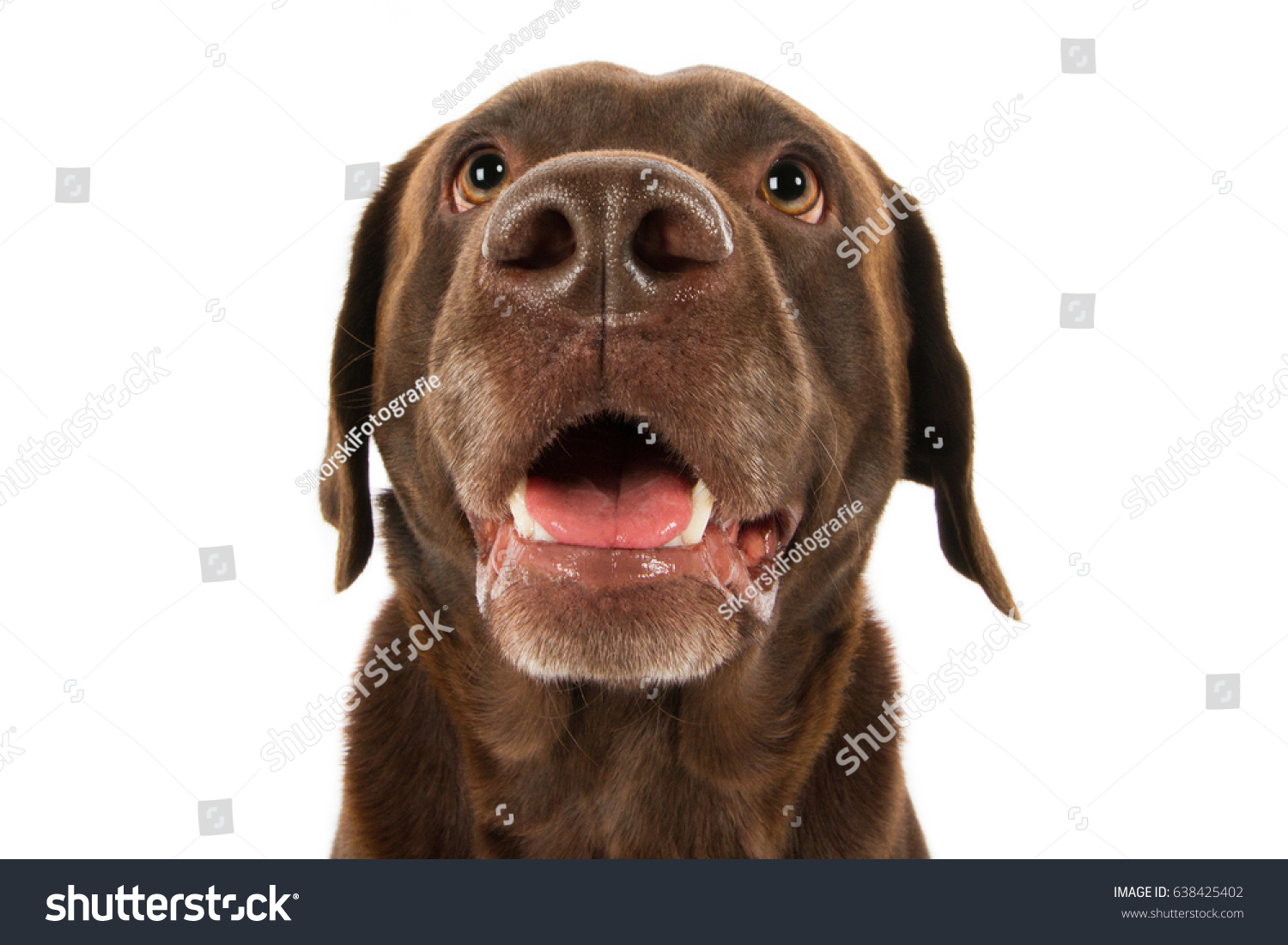 ラブラドール レトリーバー犬種の犬の頭の茶色のチョコレートは 大きな鼻と口を開けた笑いを伴っておかしく見える の写真素材 今すぐ編集