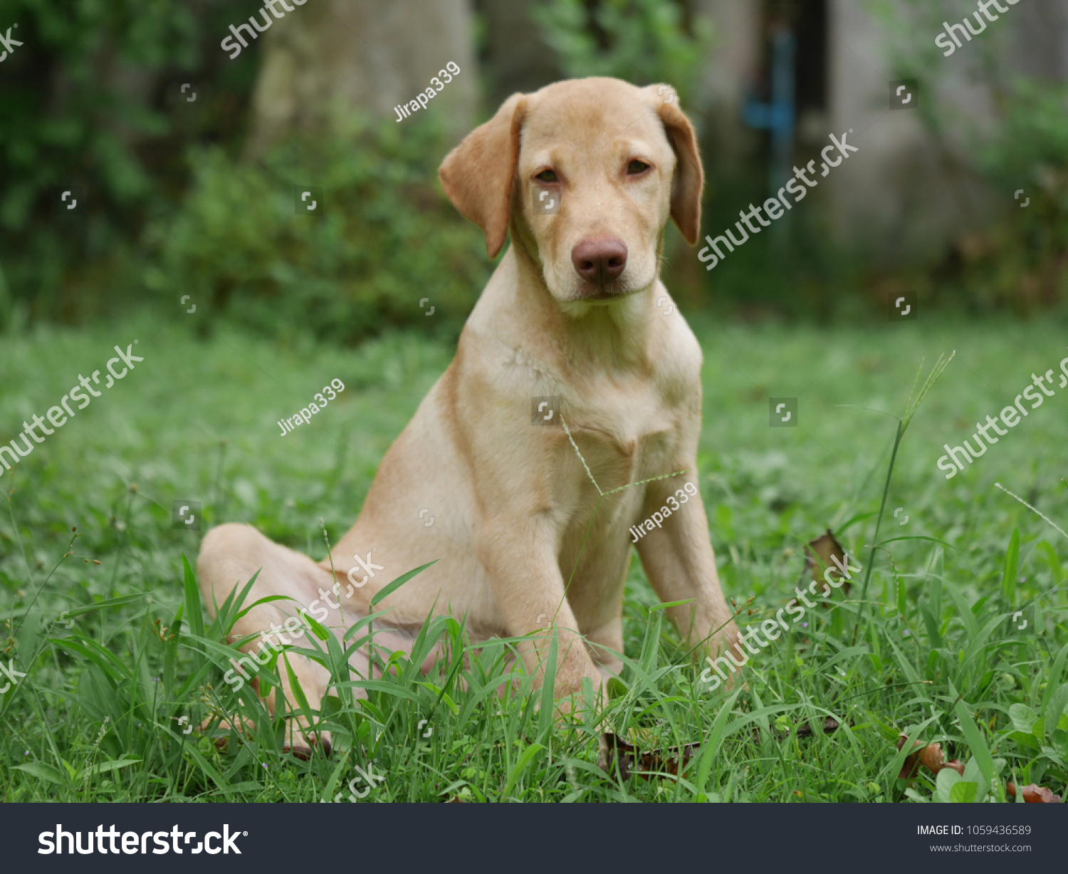 Labrador Retriever Dog 6 Monthsblonde Hairbrown Stock Photo Edit