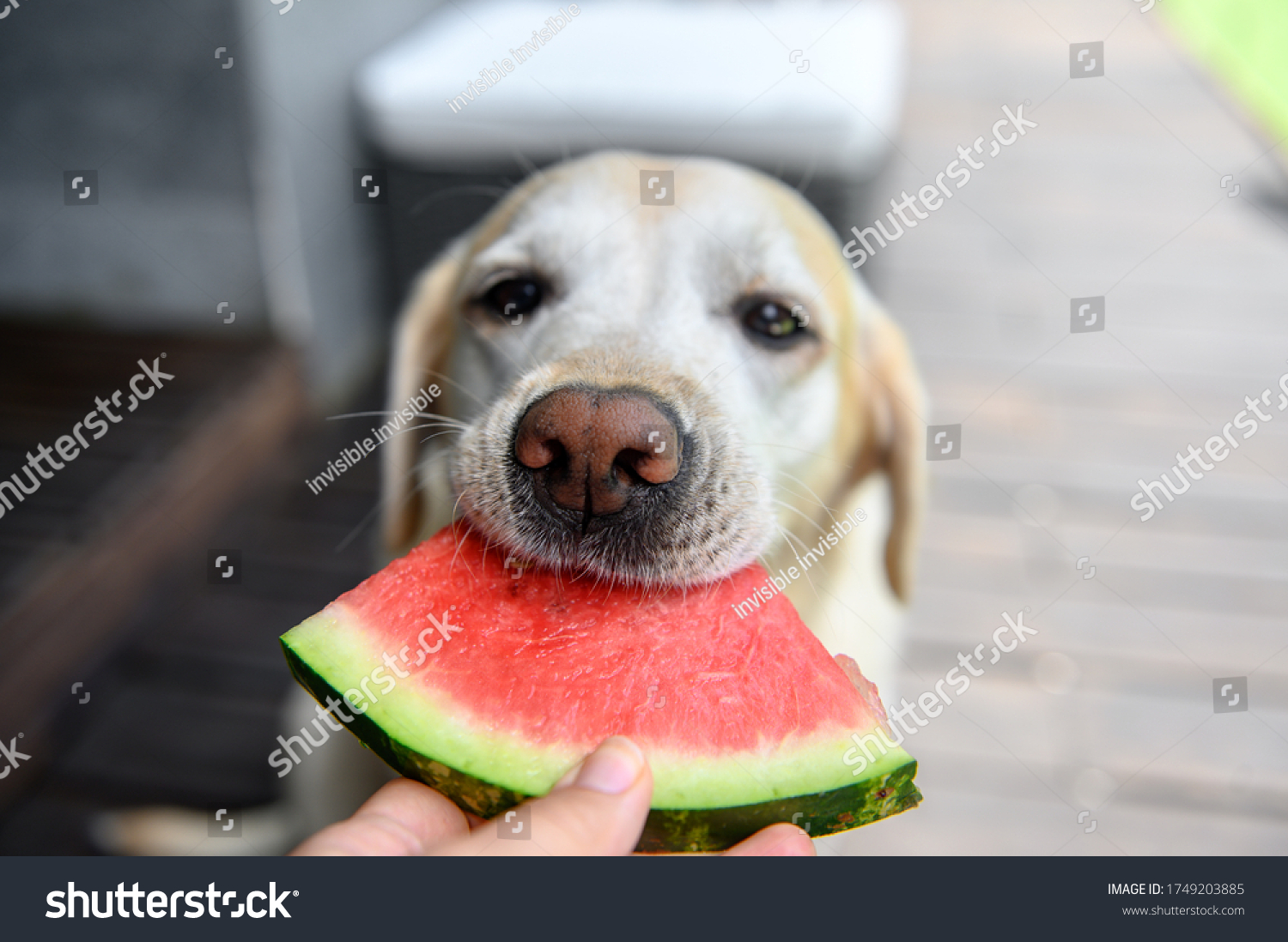 3,322 Dog watermelon Images, Stock Photos & Vectors | Shutterstock