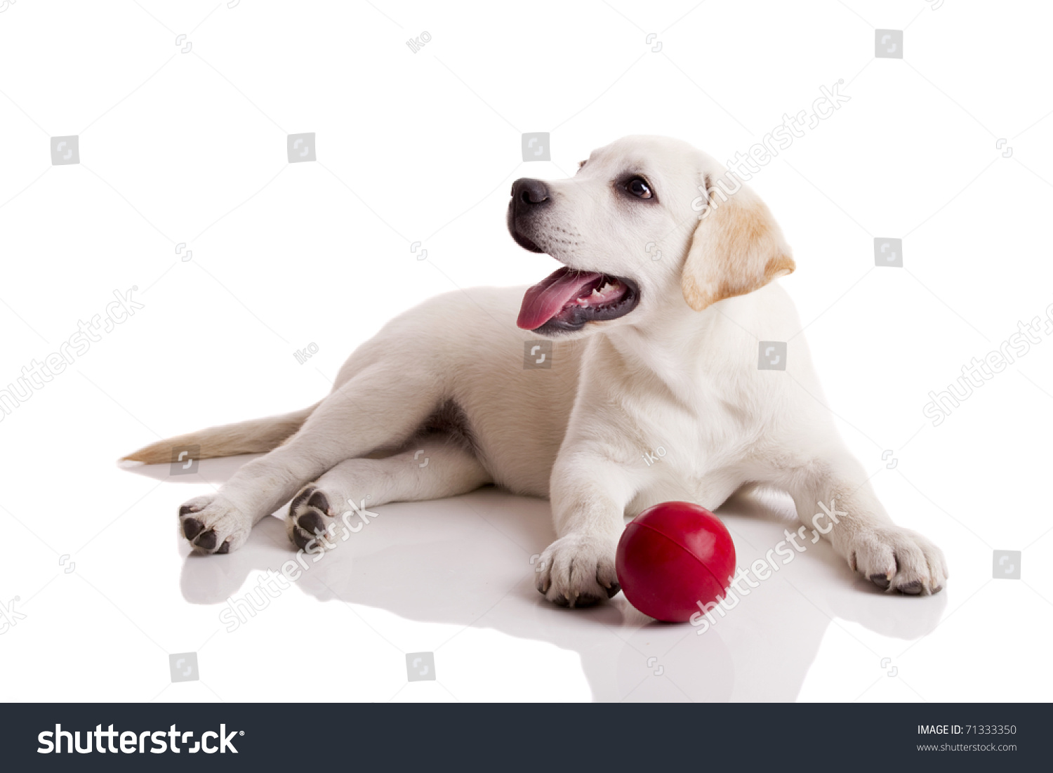 Labrador Retriever Puppy Playing With A Red Ball, Isolated On White ...