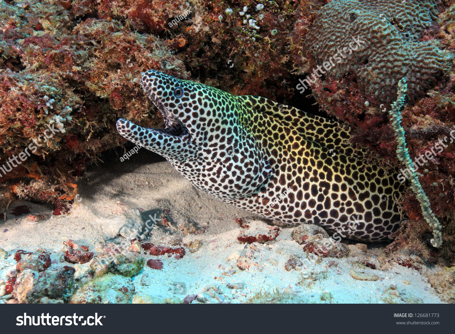 Laced Moray (Gymnothorax Favagineus) In The Coral Reef Stock Photo ...