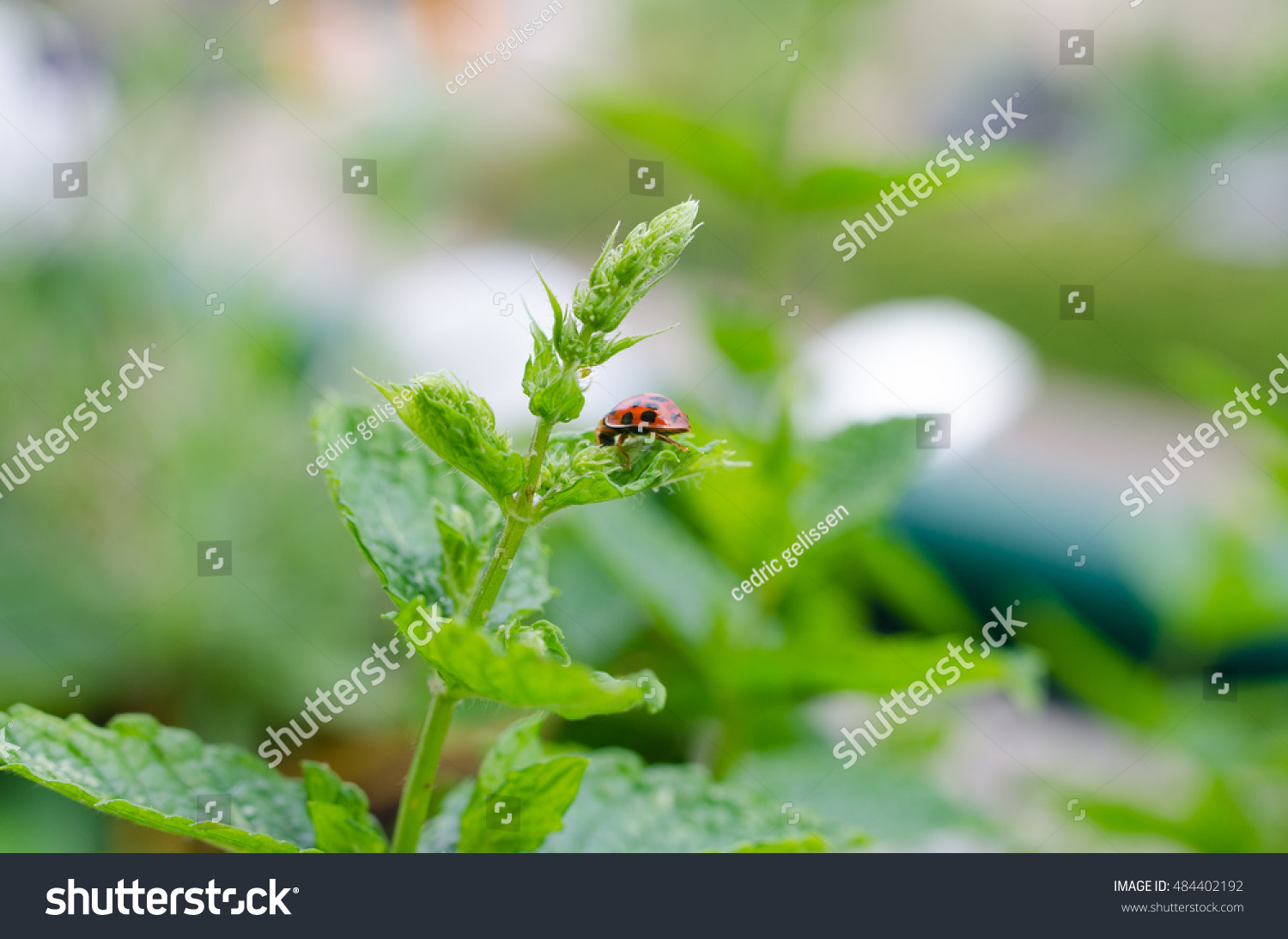 Lady Bug Hunting Aphids My Balcony Stock Photo (Edit Now) 484402192