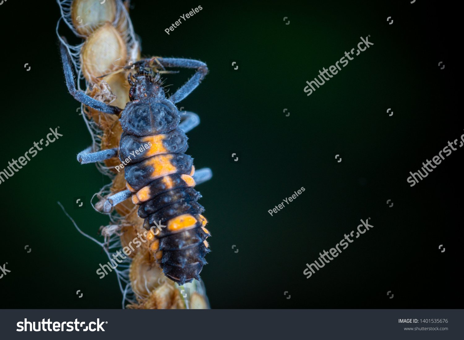 Ladybird Beetle Larvae Coleoptera Hunting On Stock Photo (Edit Now ...