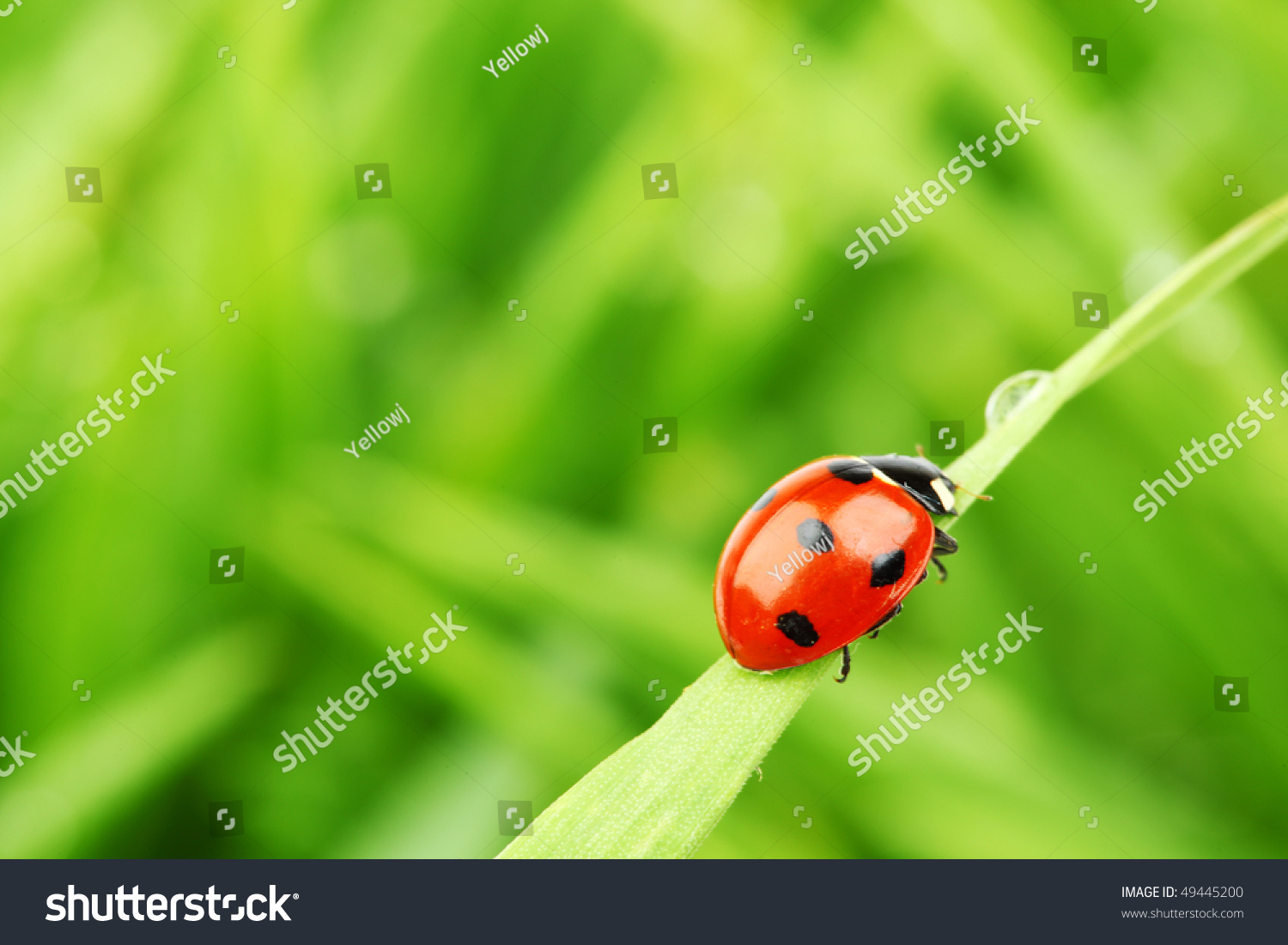 Ladybug On Grass Stock Photo 49445200 : Shutterstock