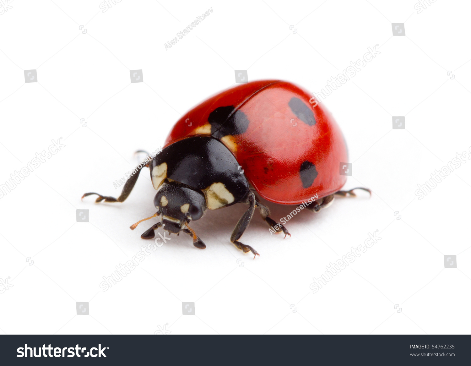 Ladybug On White Background Stock Photo (Edit Now) 54762235 - Shutterstock