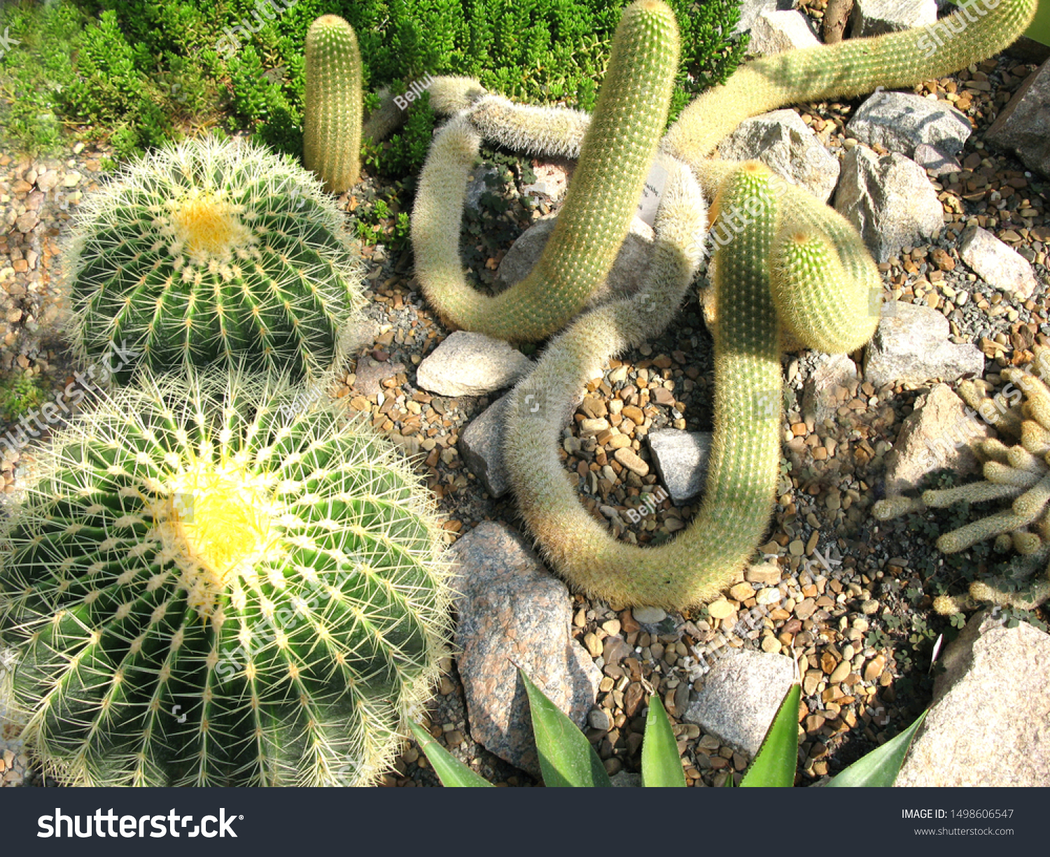 Ladyfinger Cactus Mammillaria Elongata Gold Lace Stock Photo Edit Now 1498606547