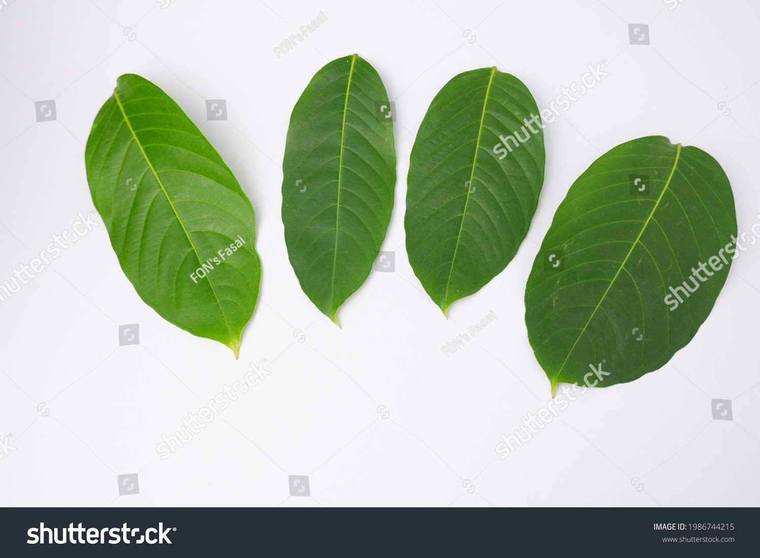 Lagerstroemia Speciosa Leaves Isolated On White Stock Photo (Edit Now ...