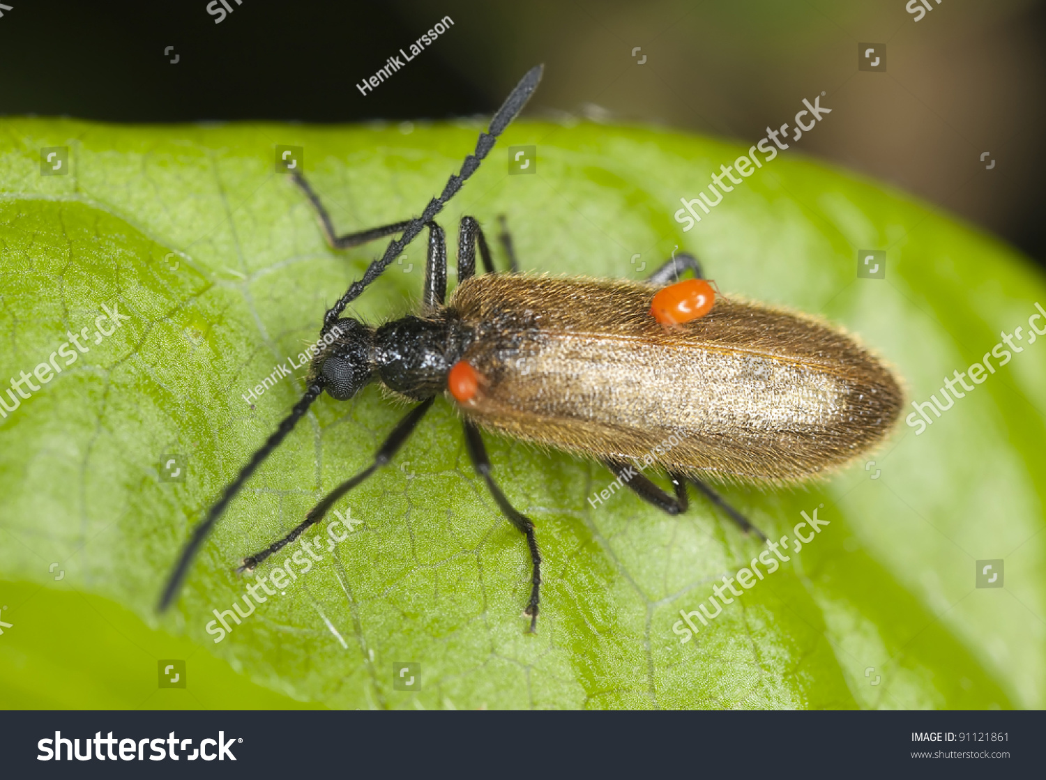 Lagria Hirta With Parasites On Leaf, Extreme Close-Up With High ...