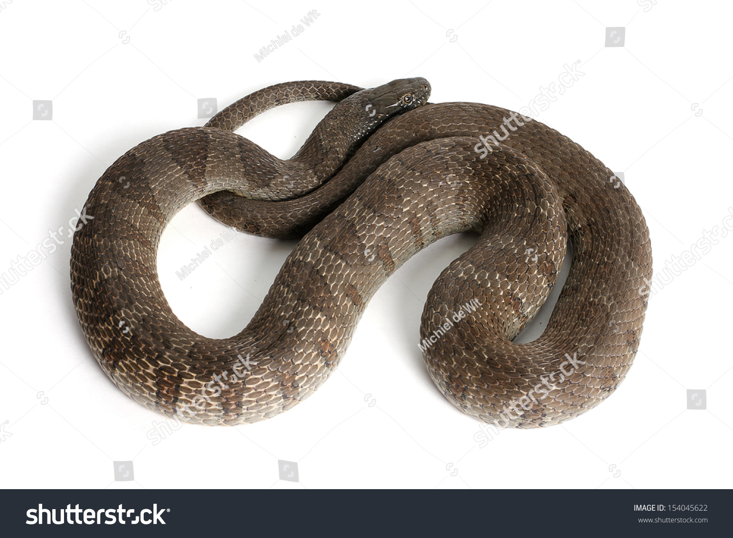 Lake Erie Watersnake Nerodia Sipedon Insularum Stock Photo 154045622 ...