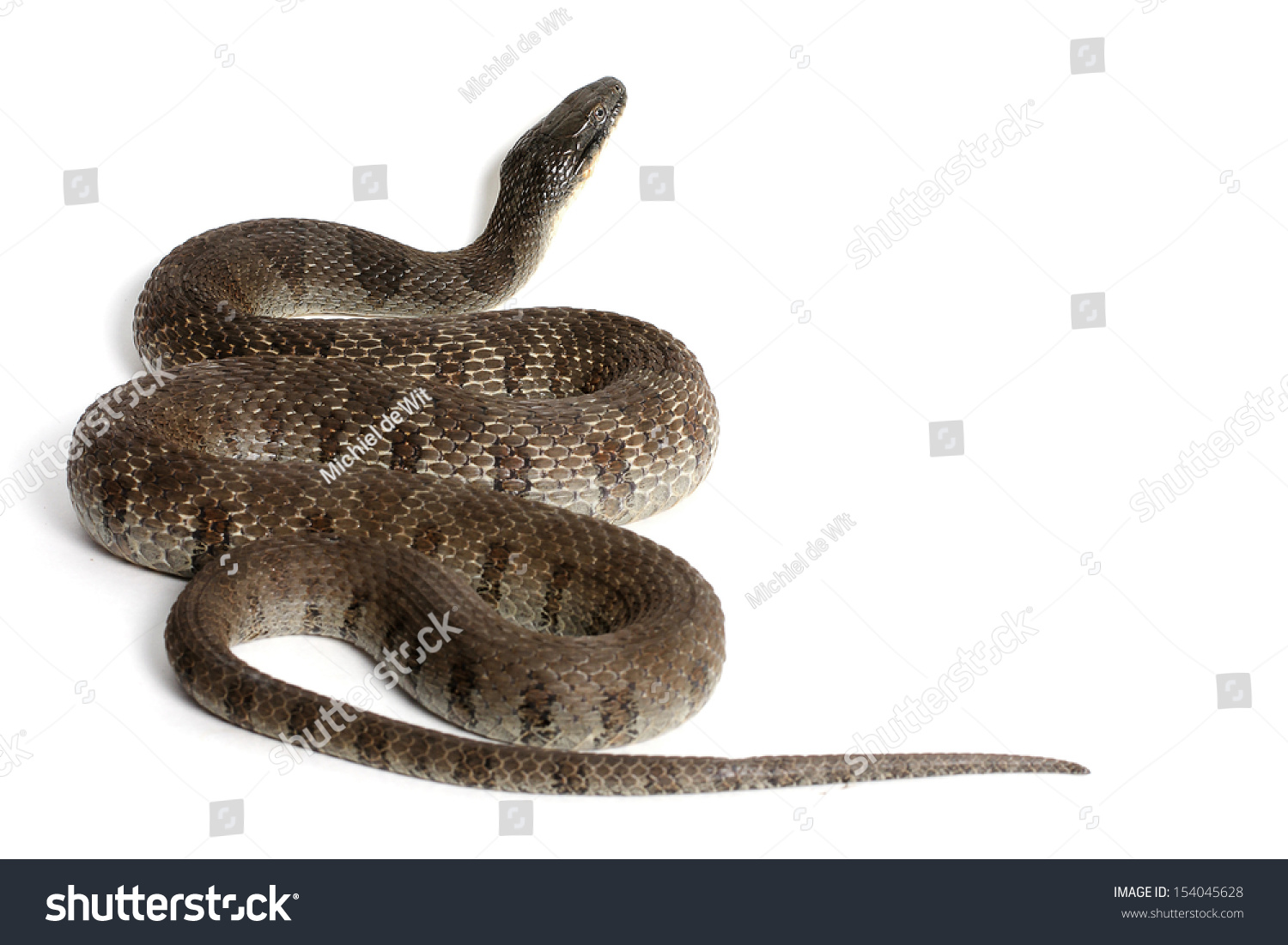 Lake Erie Watersnake Nerodia Sipedon Insularum Stock Photo 154045628 ...