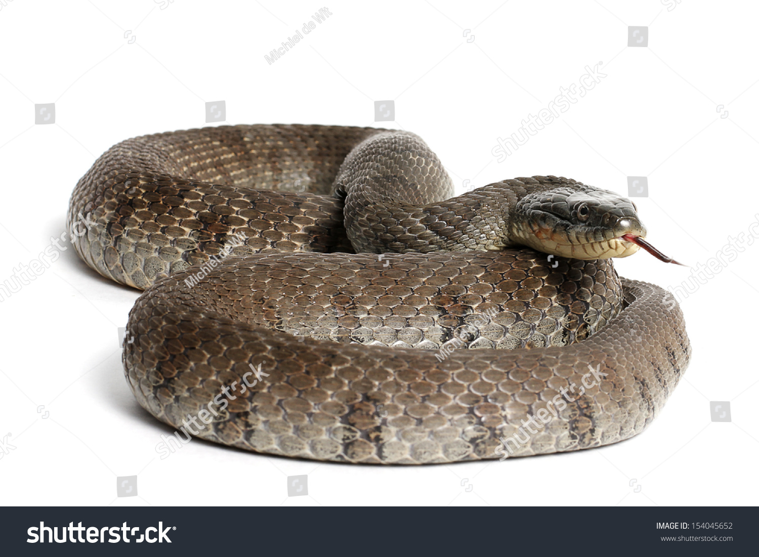 Lake Erie Watersnake (Nerodia Sipedon Insularum) Stock Photo 154045652 ...