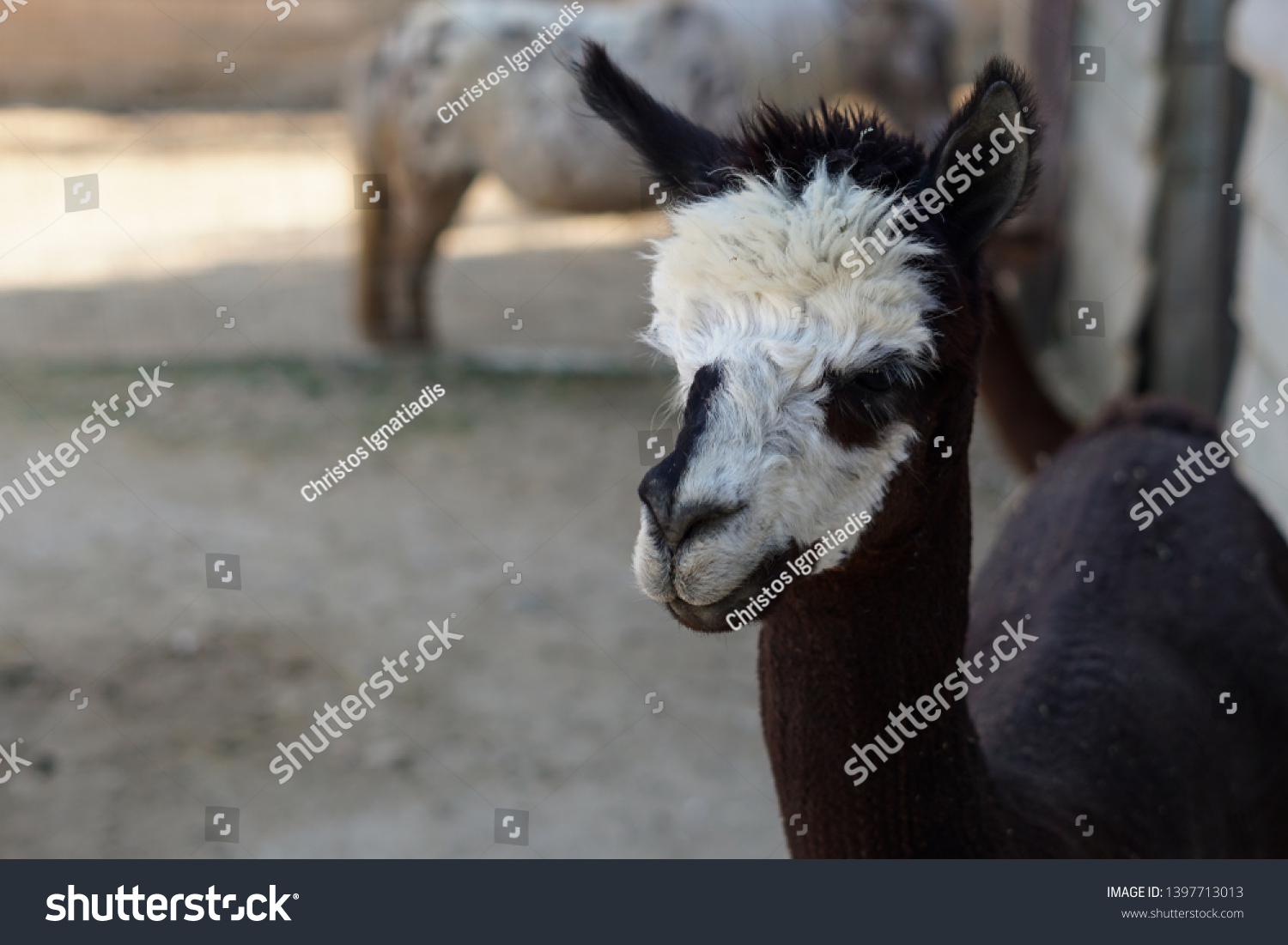 Lama Alpaca Baby Closeup Black White Stock Photo Edit Now Lama Alpaca Baby Closeup Black White Stock Photo Edit Now
