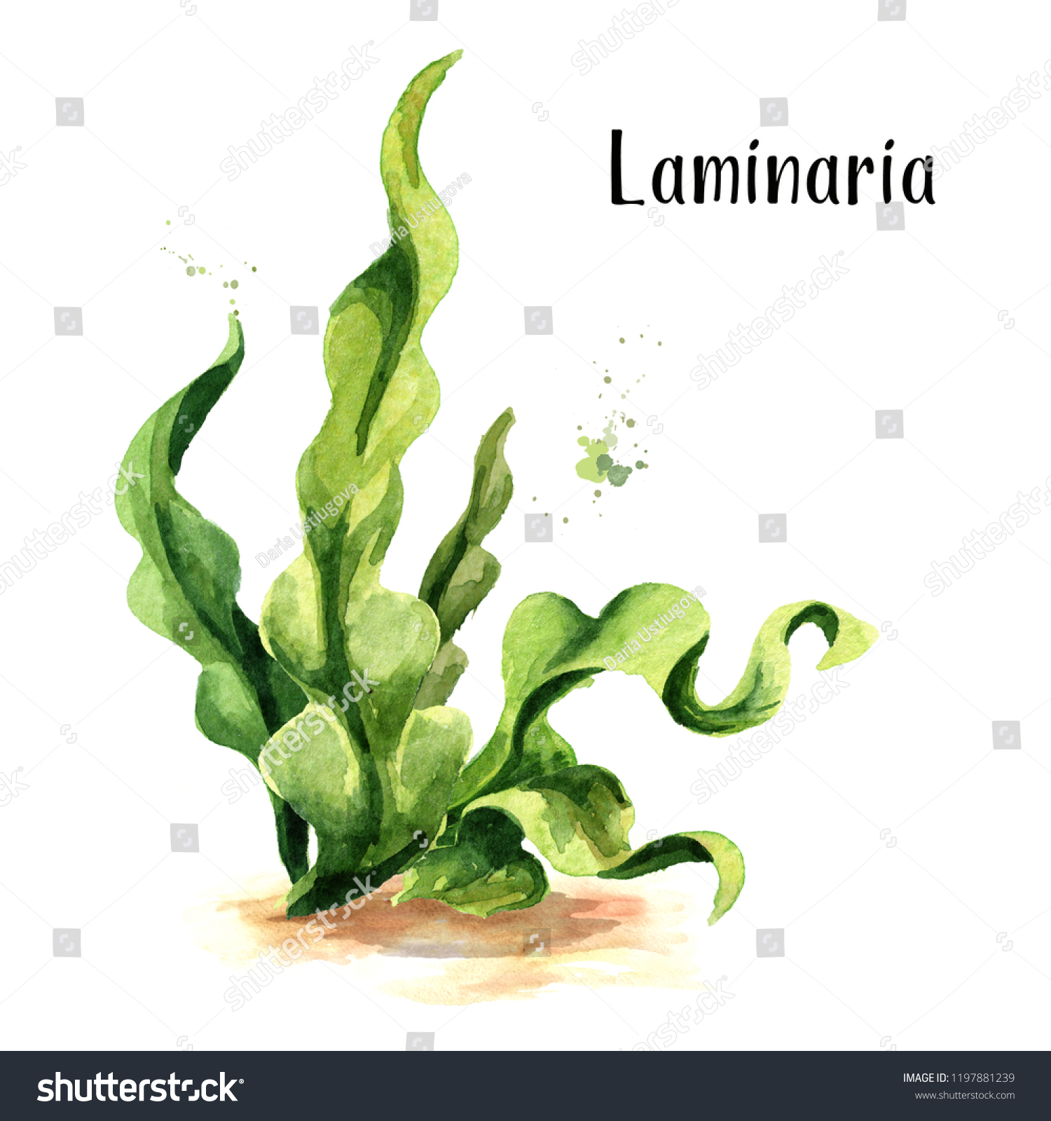 Green laminaria superfood twin beds