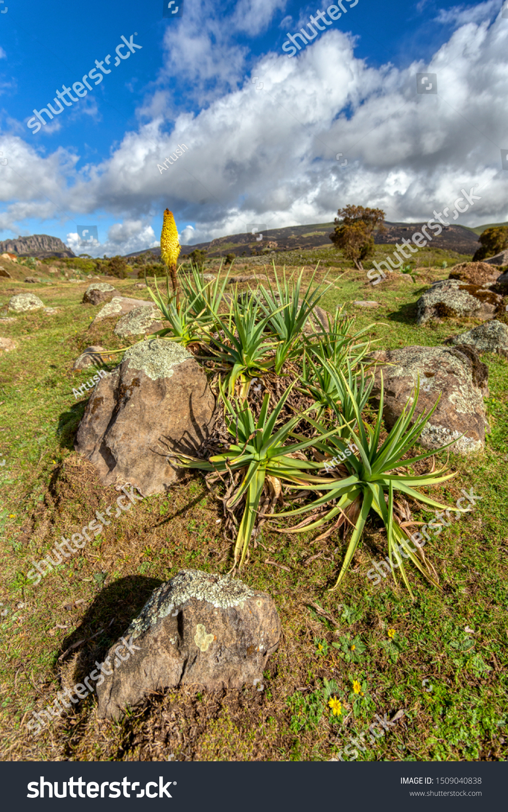 Landscape Ethiopian Bale Mountains National Park Nature Stock Image