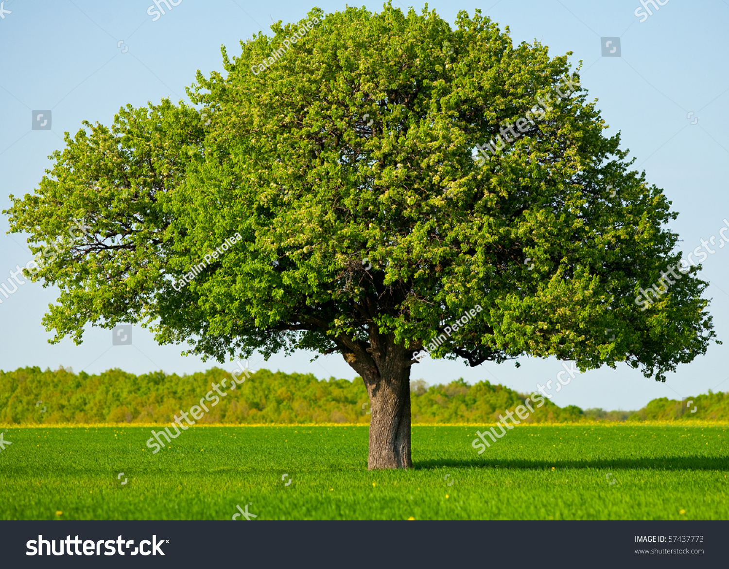 Landscape With A Lone Tree In A Wheat Field Landscape Lonely Tree Wheat Field Stock Photo