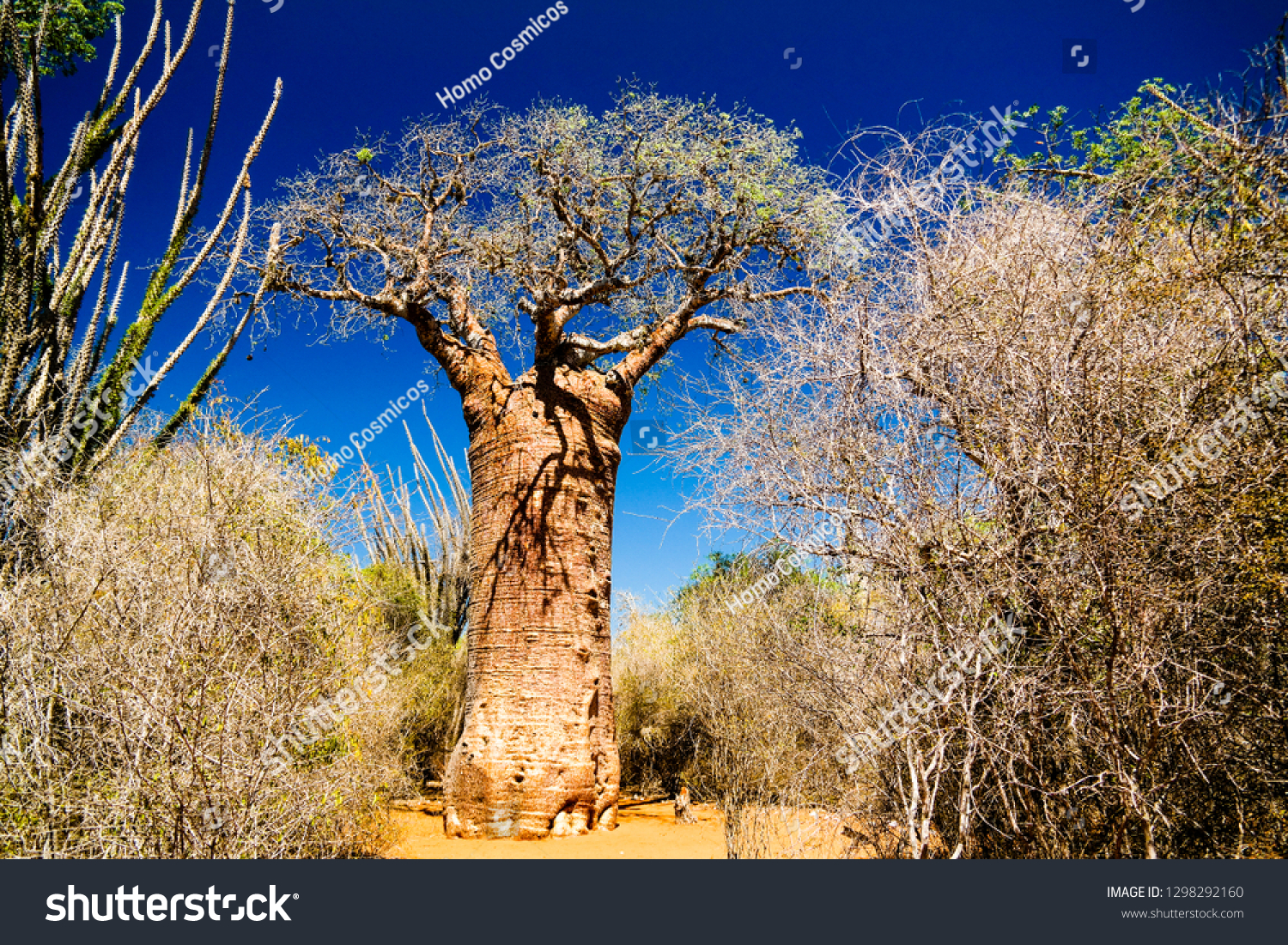 Landscape Adansonia Grandidieri Baobab Tree Reniala Stock Photo Edit Now