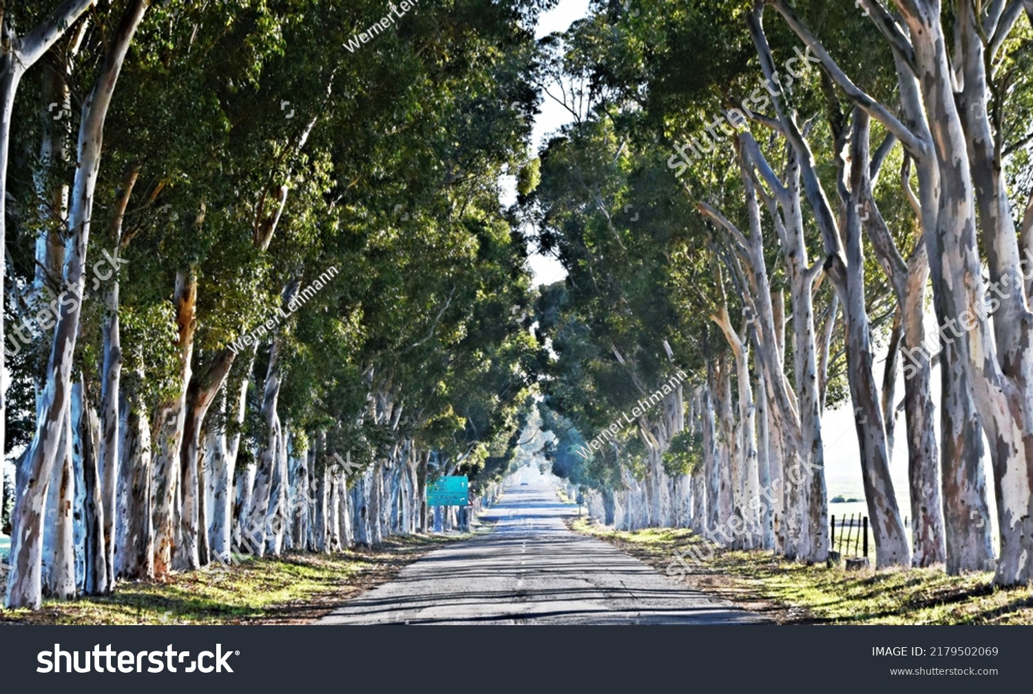 115 Eucalyptus avenue Images, Stock Photos & Vectors Shutterstock