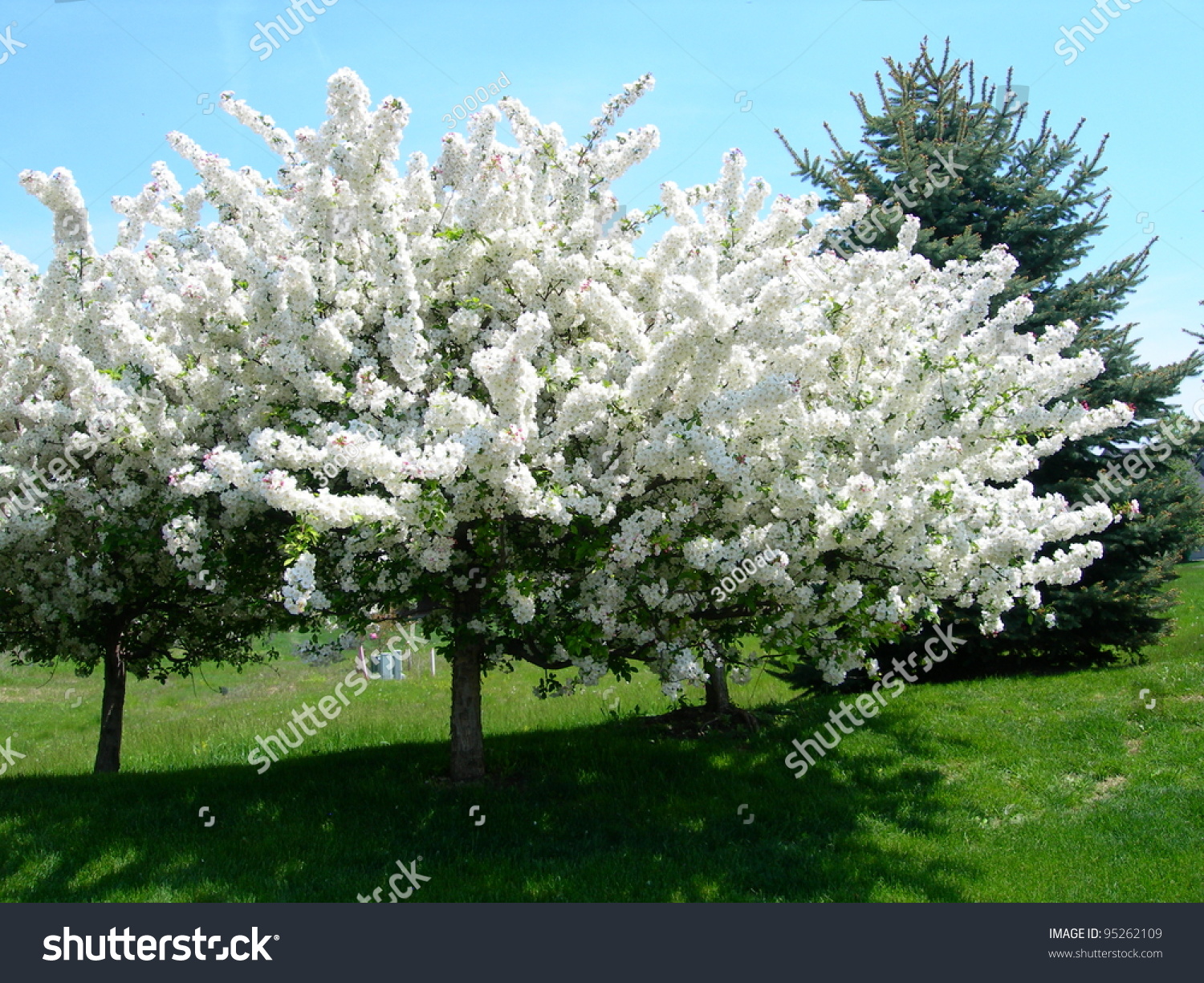 Landscape White Blossoms Flowering Trees Spring Stock Photo 95262109 ...