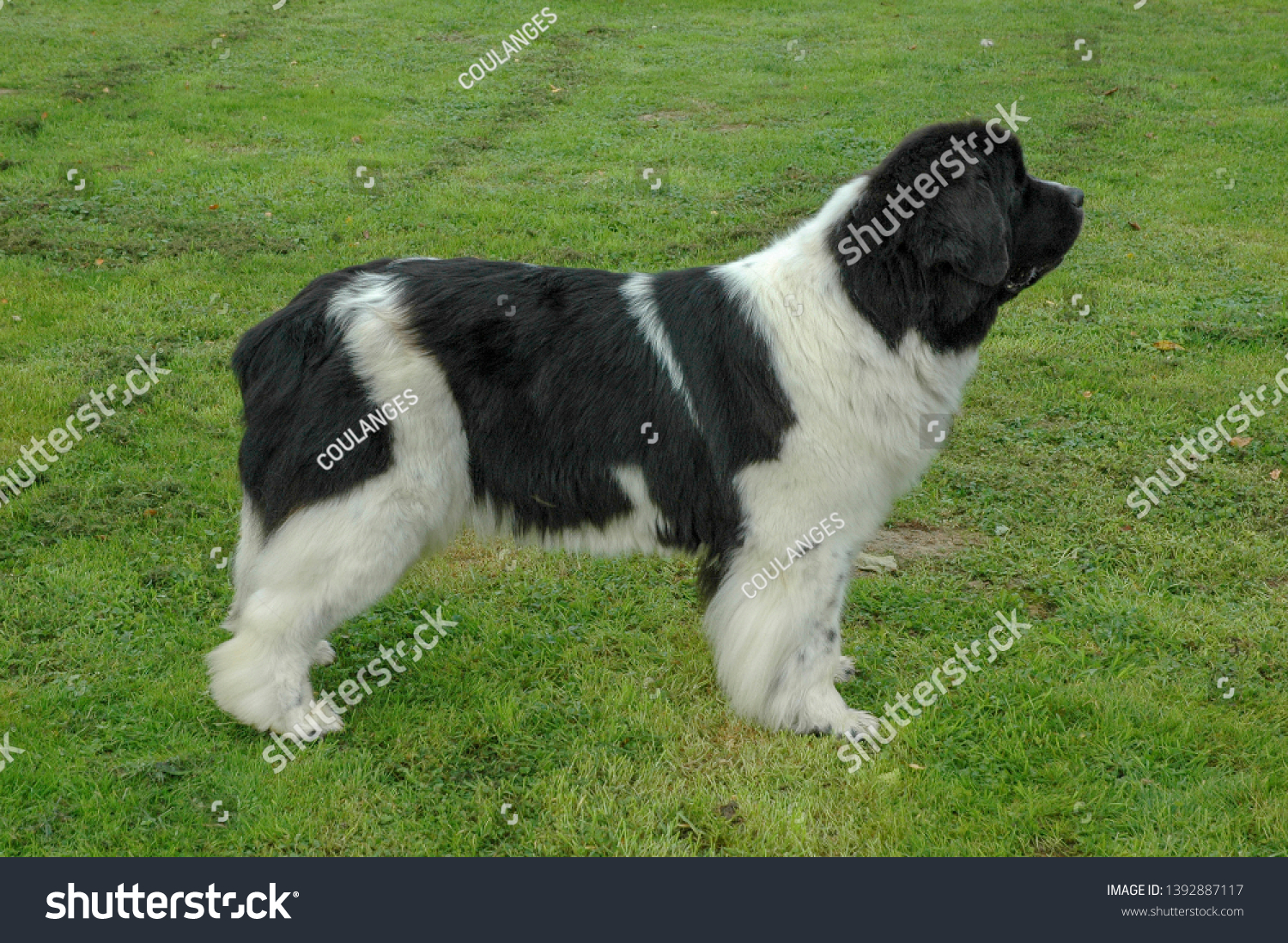 Landseer Dog Black White Stock Photo Edit Now 1392887117
