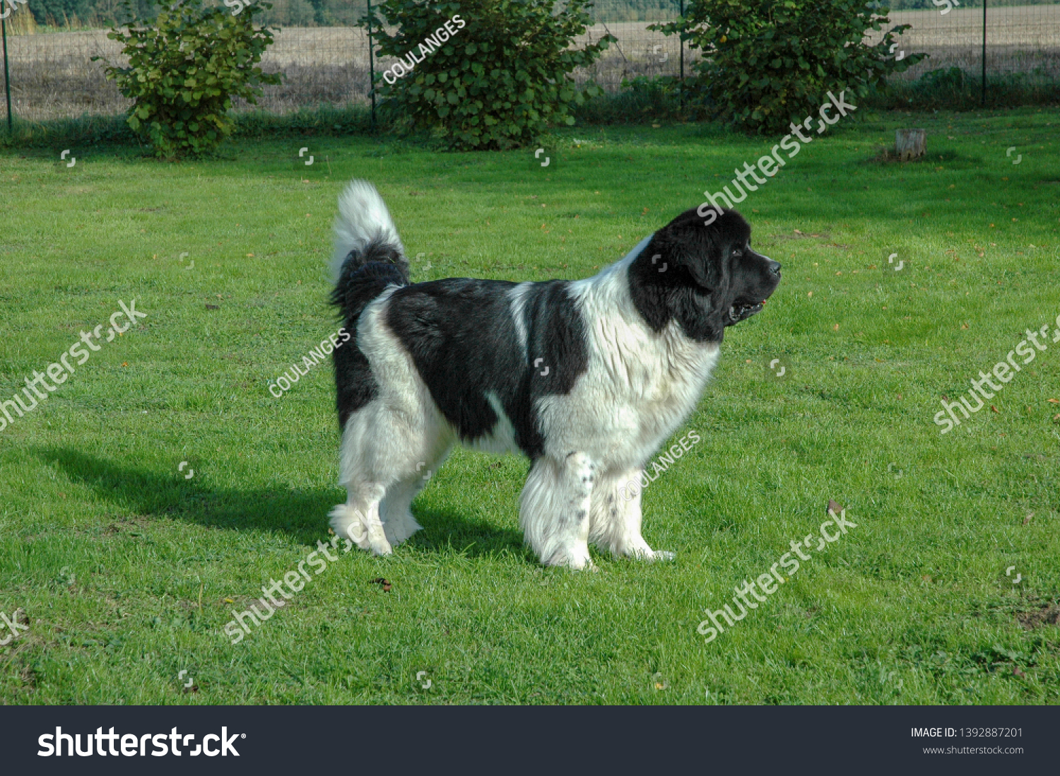 Landseer Dog Black White Stock Photo Edit Now 1392887201