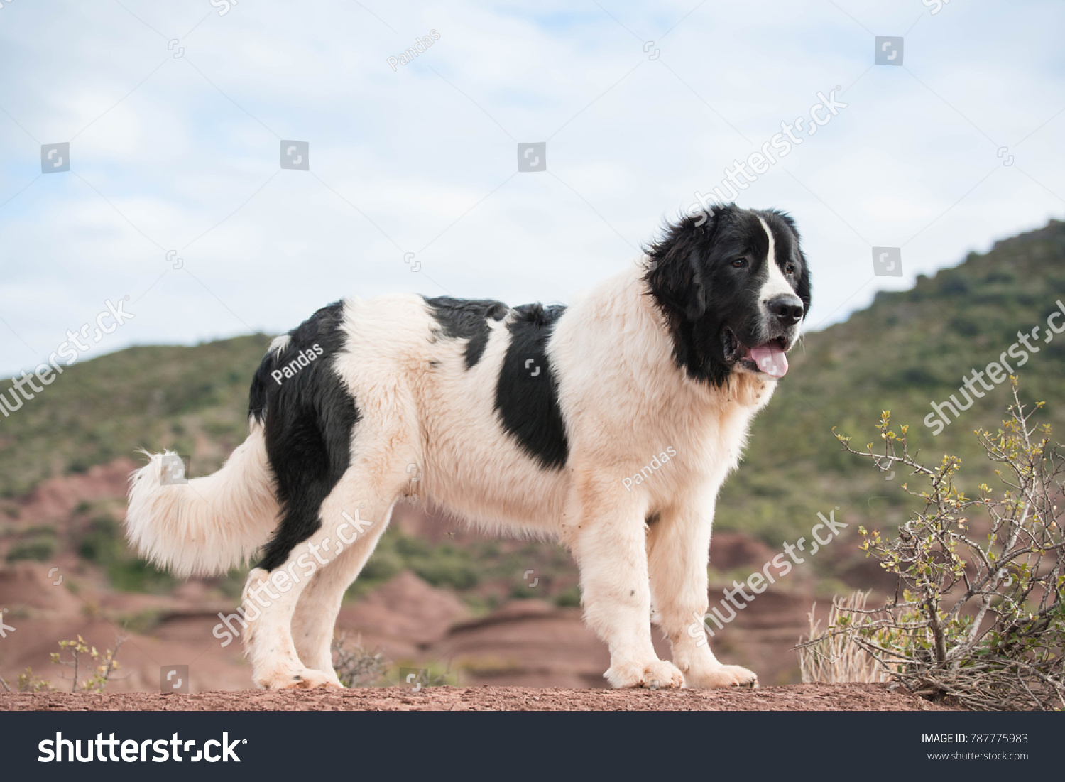 landseer dog breed