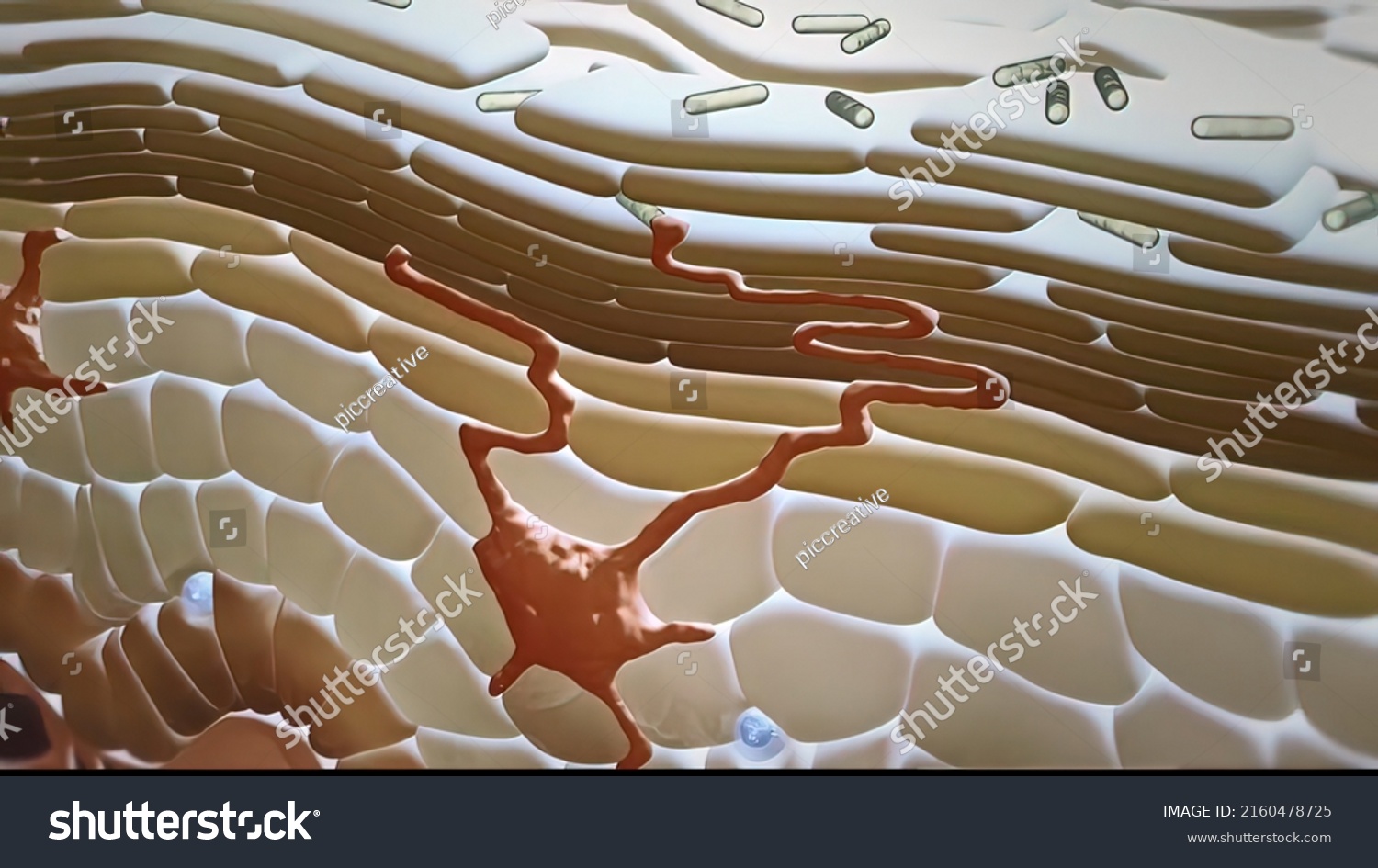 Langerhans Cells Dendritic Cells Skin 3d Stock Illustration 2160478725