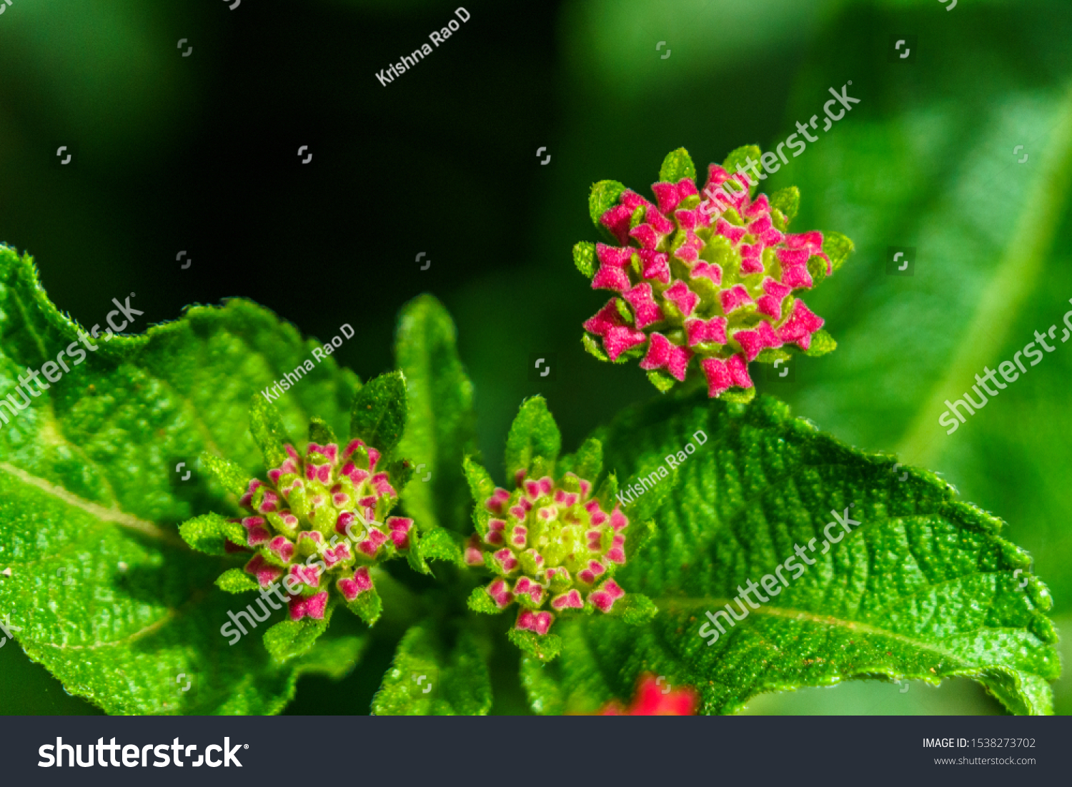 Lantana Camara Common Lantana Species Flowering Stock Photo Edit Now