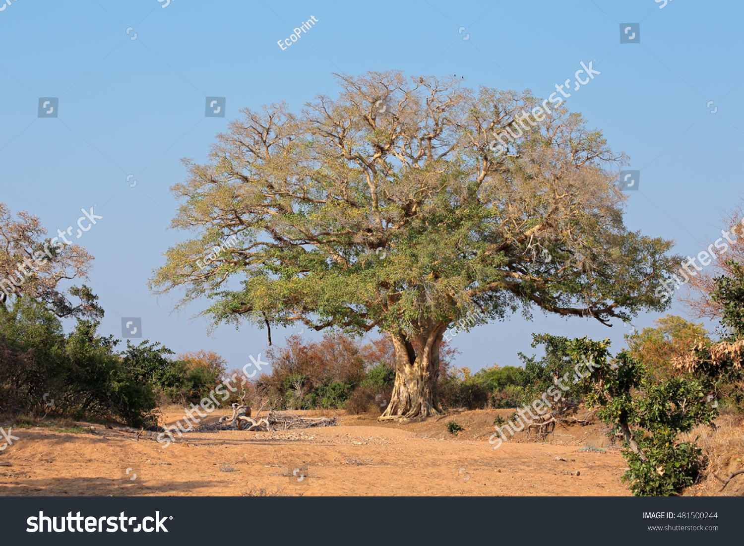 Large African Wild Fig Tree Ficus Stock Photo (Edit Now) 481500244