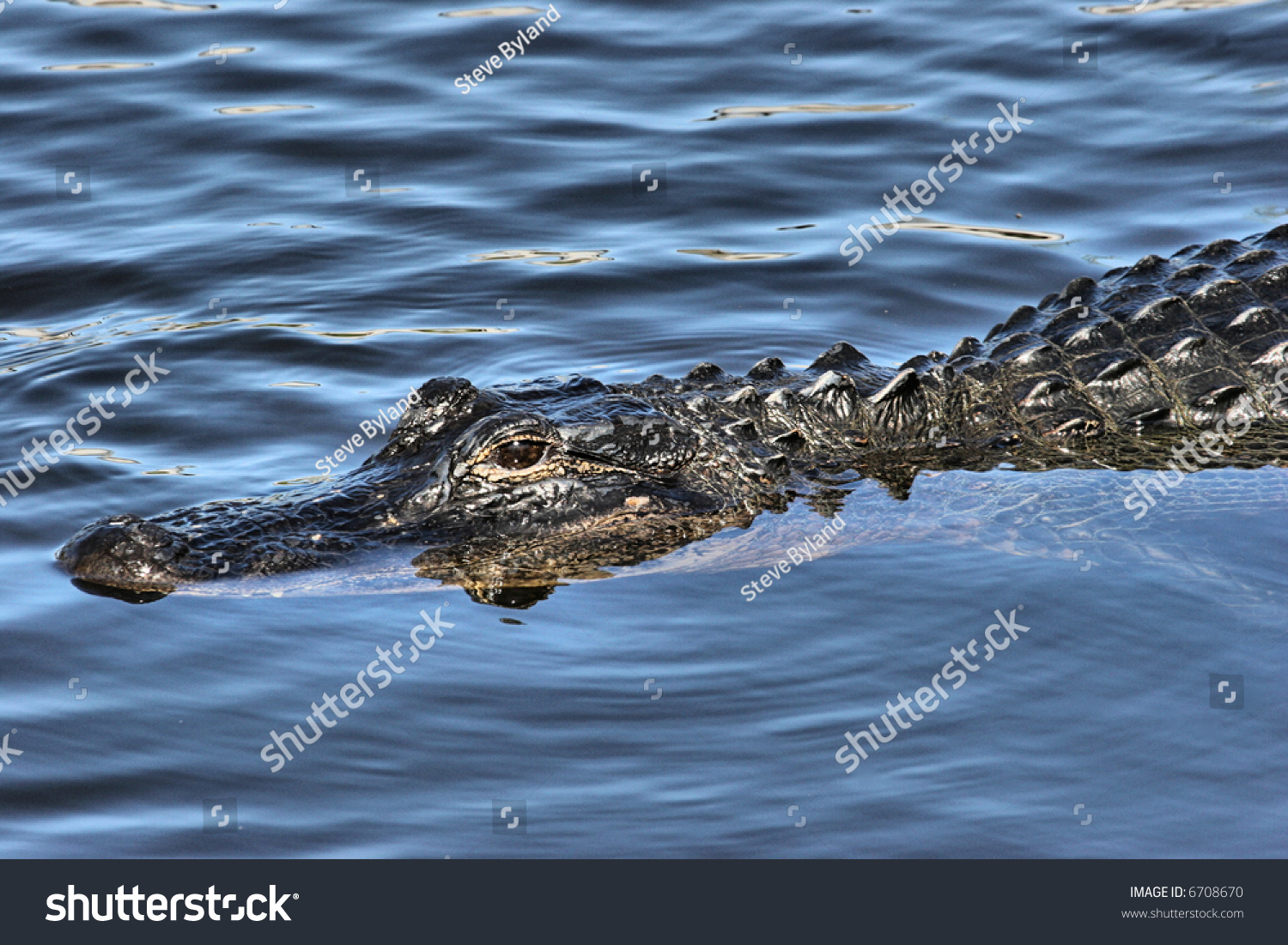 Large Alligator Swimming In The Florida Everglades Stock Photo 6708670 ...