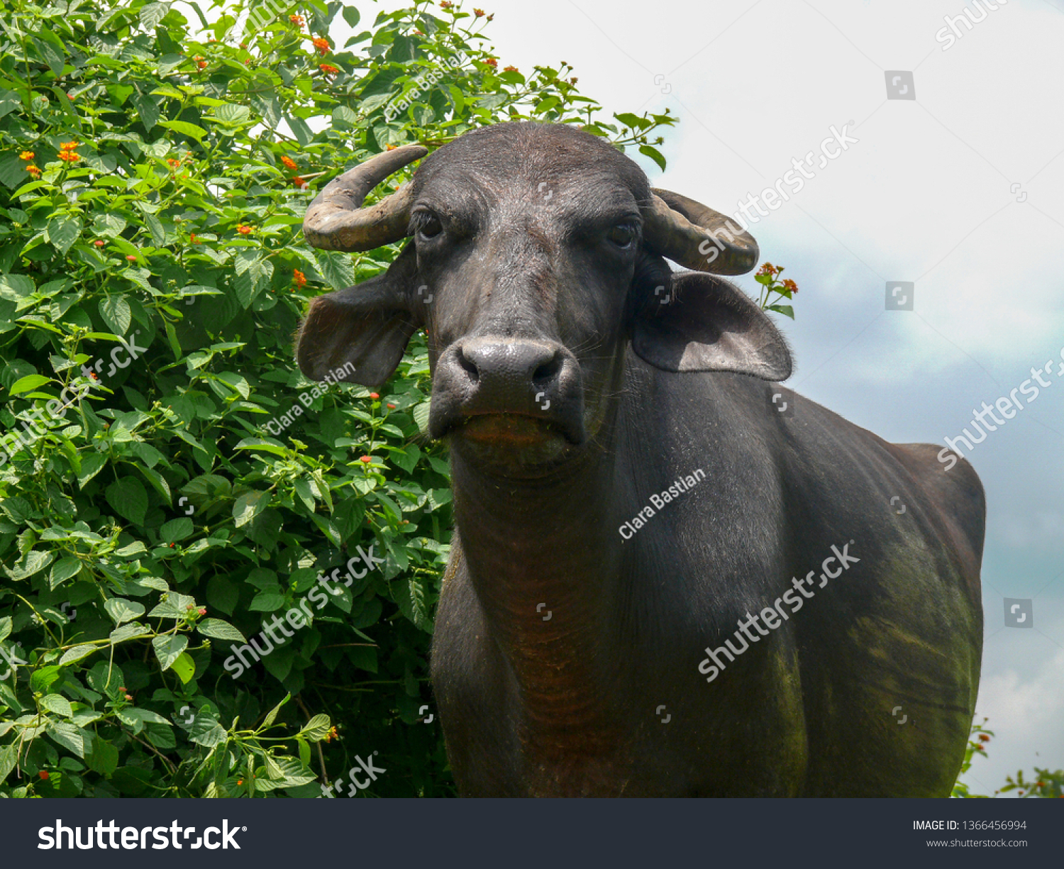 kode Fahrenheit At understrege Large Black Domesticated Water Buffalo Heavy Stock Photo (Edit Now)  1366456994